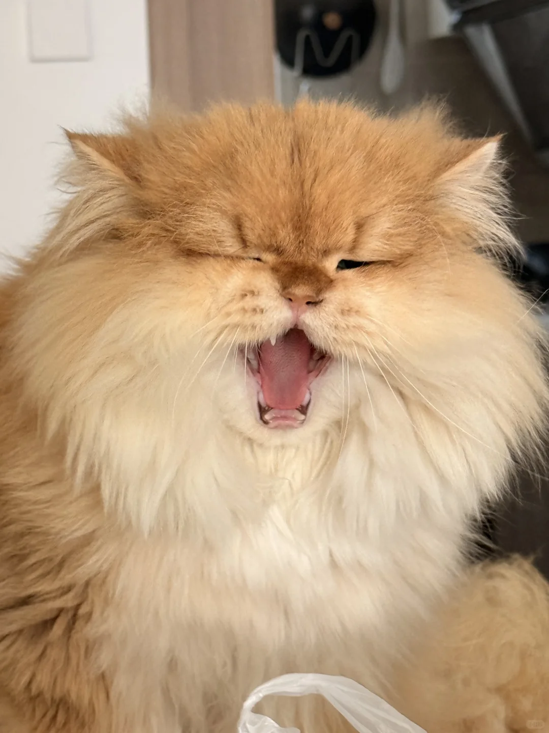 饿猫咆哮！！！