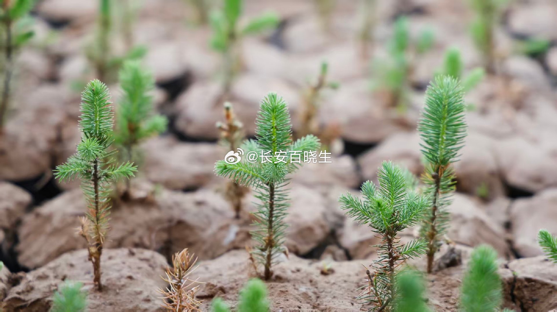 甘肃青年用青春守绿祁连 微小种子是守护生态安全的“绿色芯片”。甘肃省祁连山水源涵