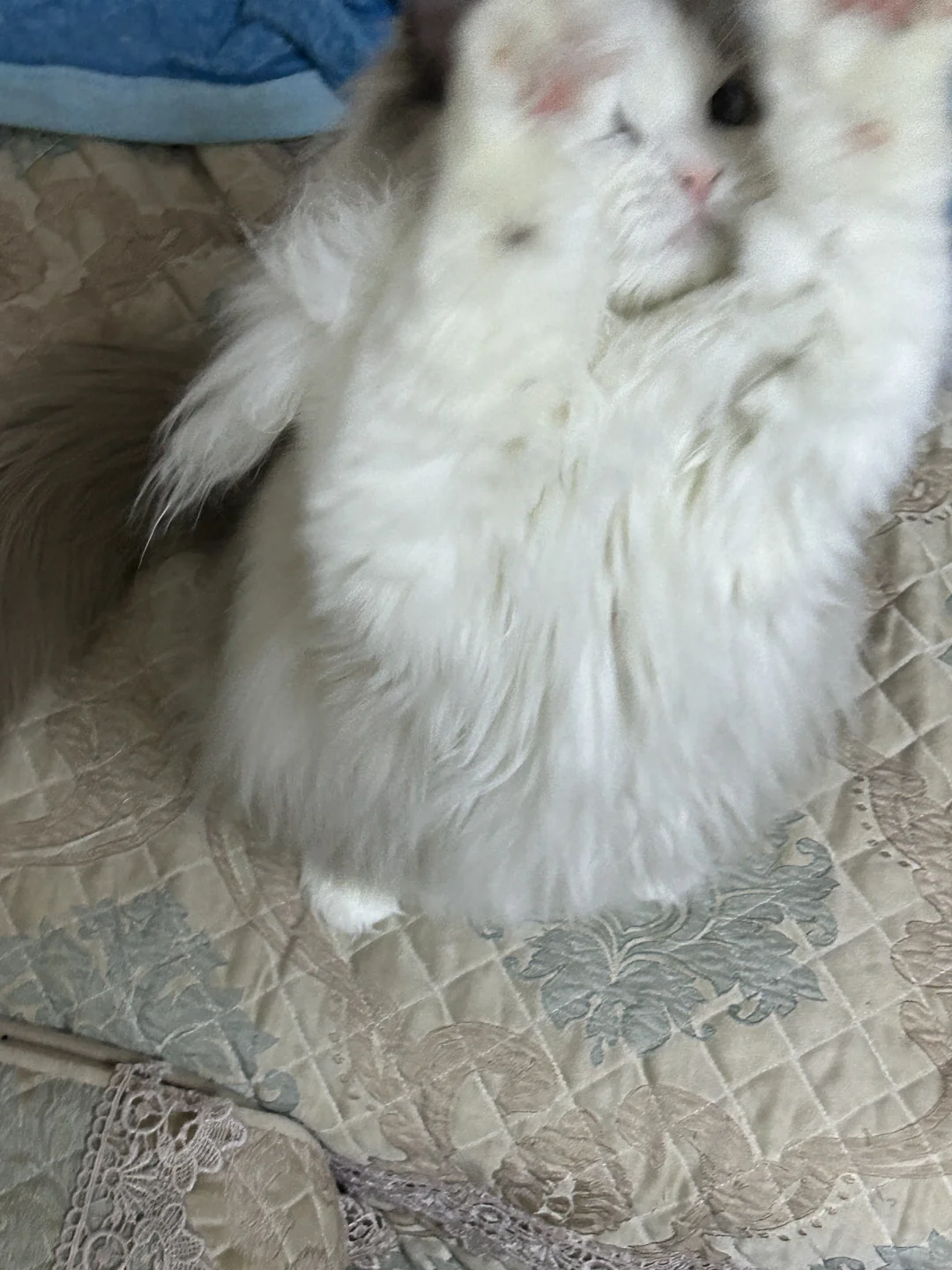 多动症小猫