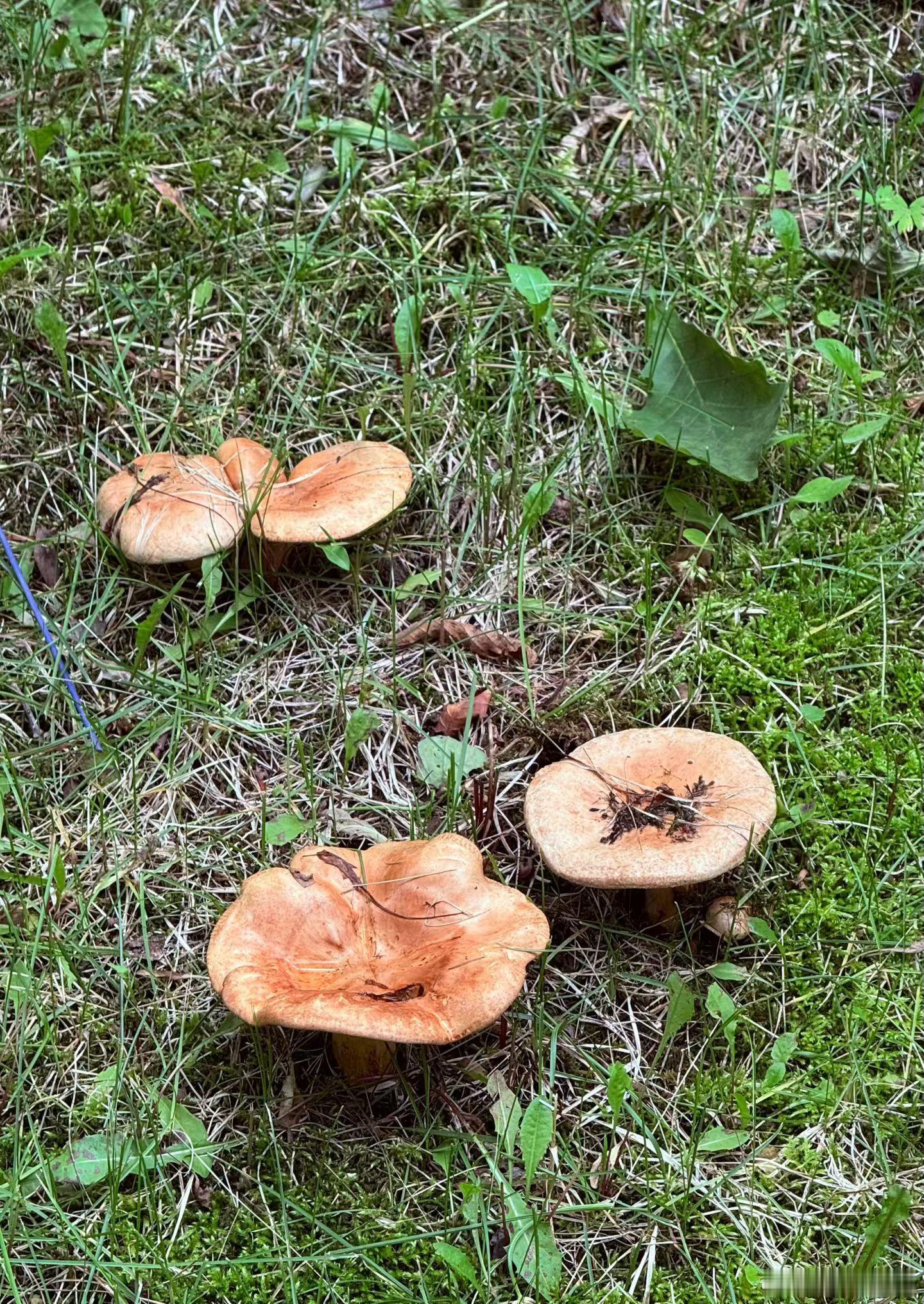 分享图片 
