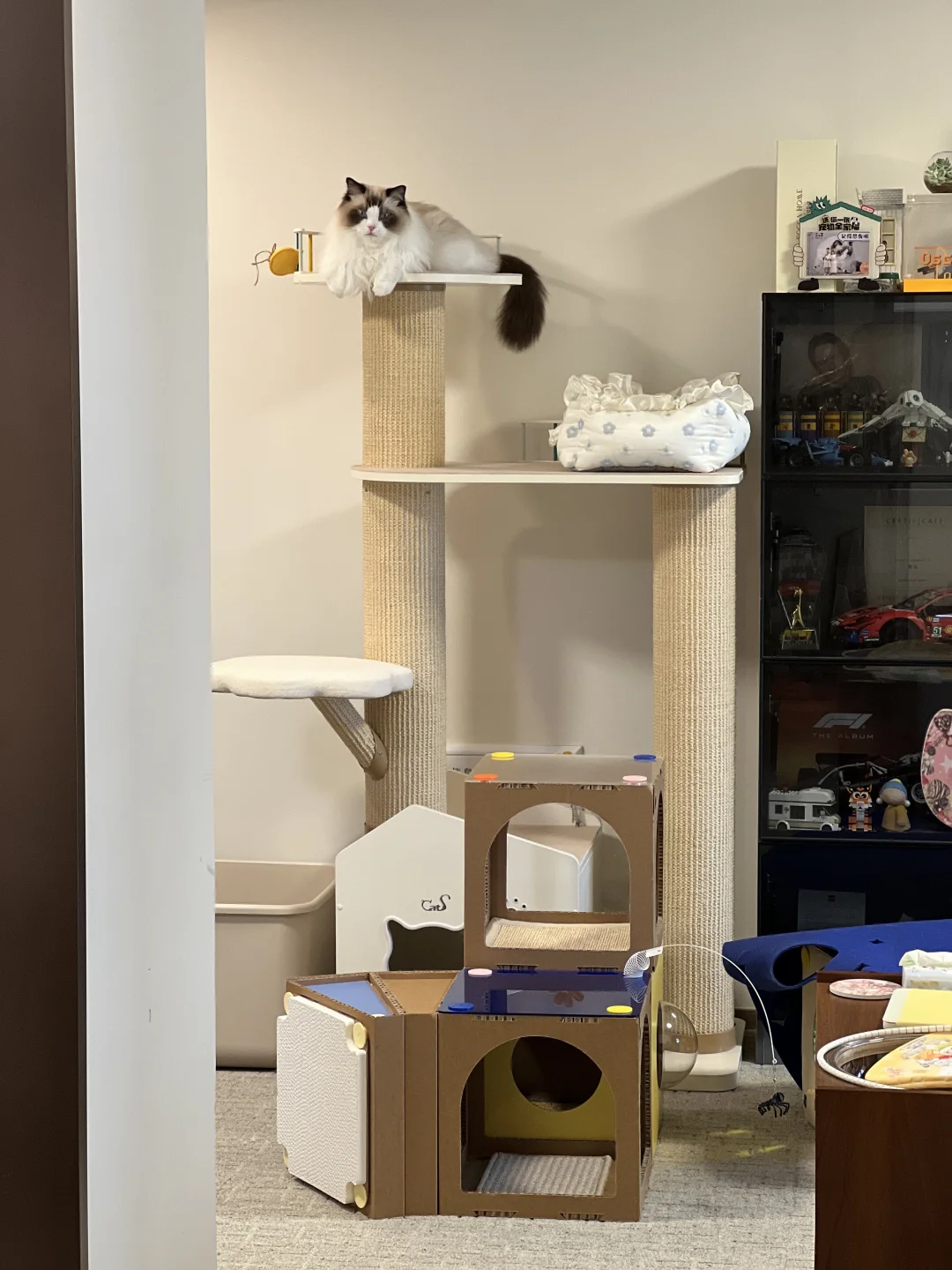 新猫爬架落地！