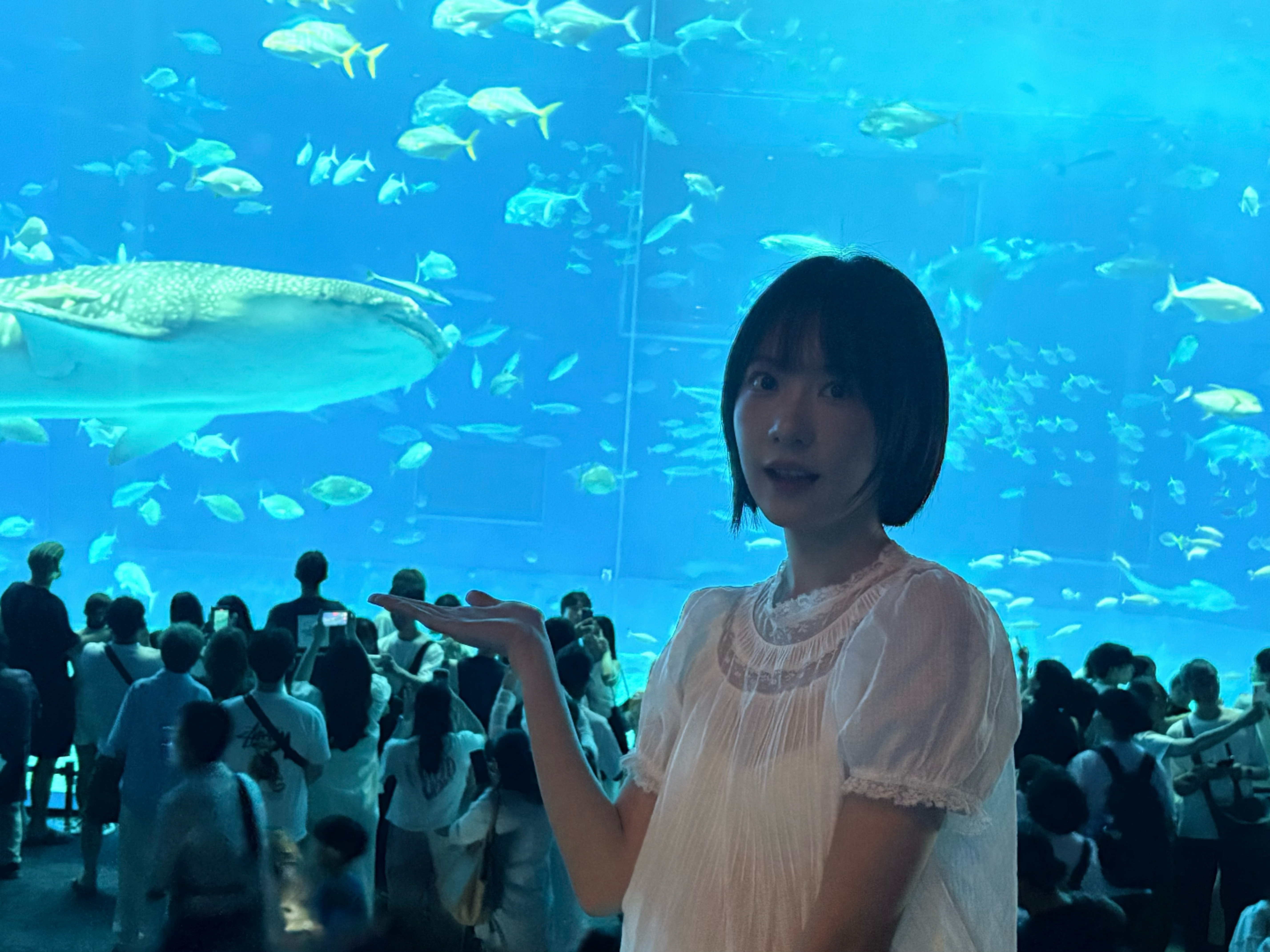 美丽的鲸鲨锤头鲨白鳍鲨还有超级可爱的花园鳗在水族馆带了一堆花园鳗周边回家🥰 日