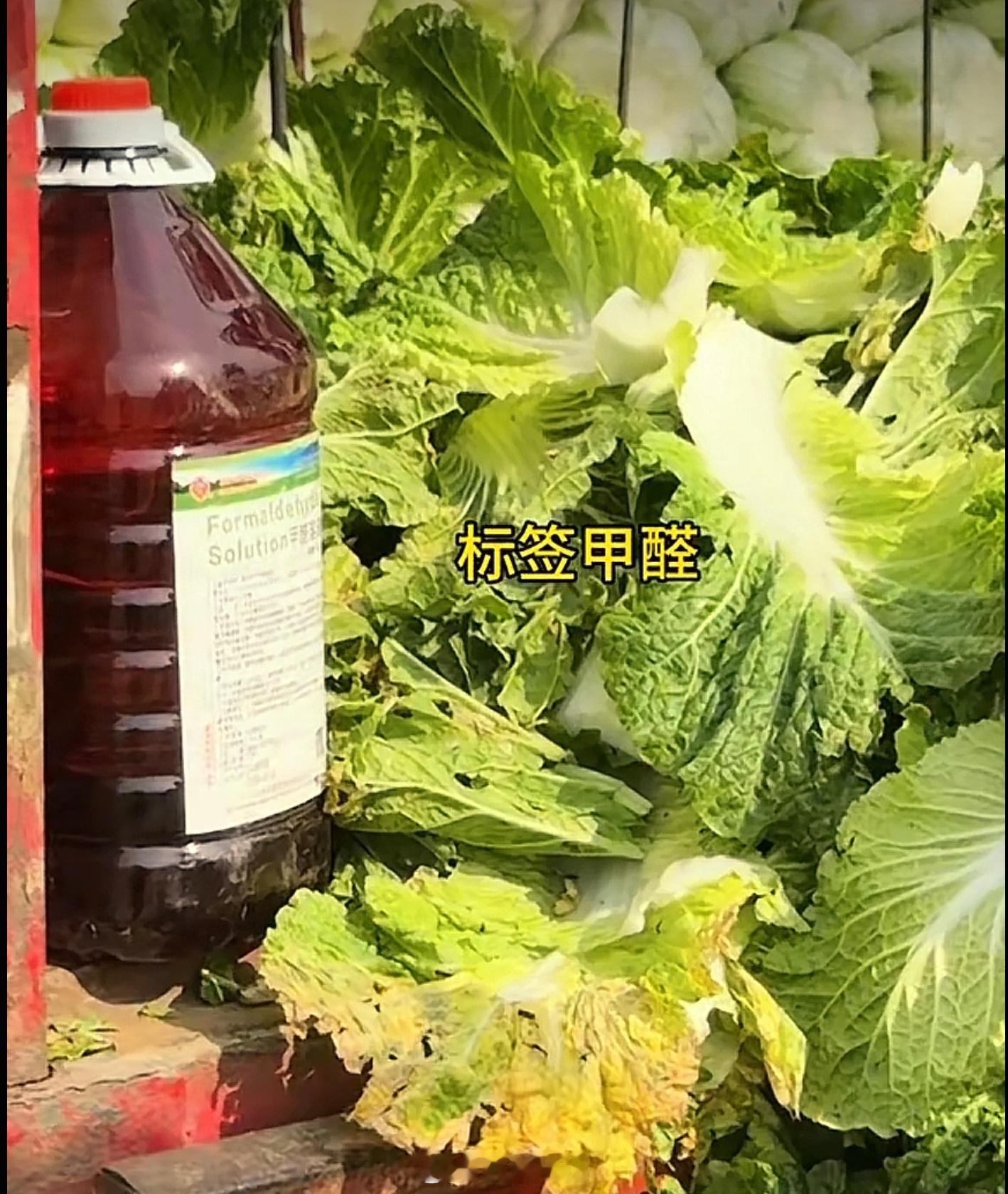 河北一地被曝甲醛泡白菜看完新闻减脂人的天塌了，一直以为白菜属于很朴实安全的家常蔬
