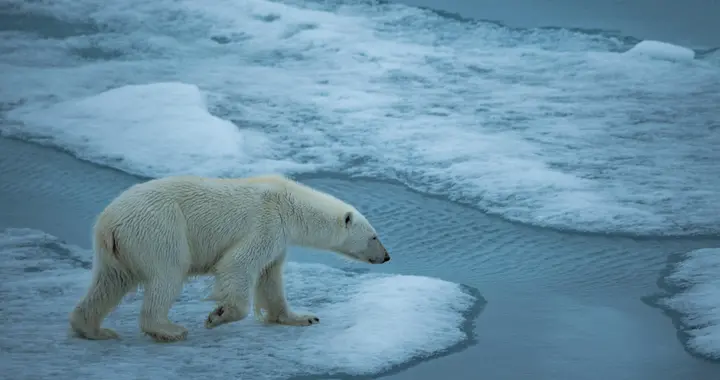 冰川融化栖息地减少，北极熊面临生存危机