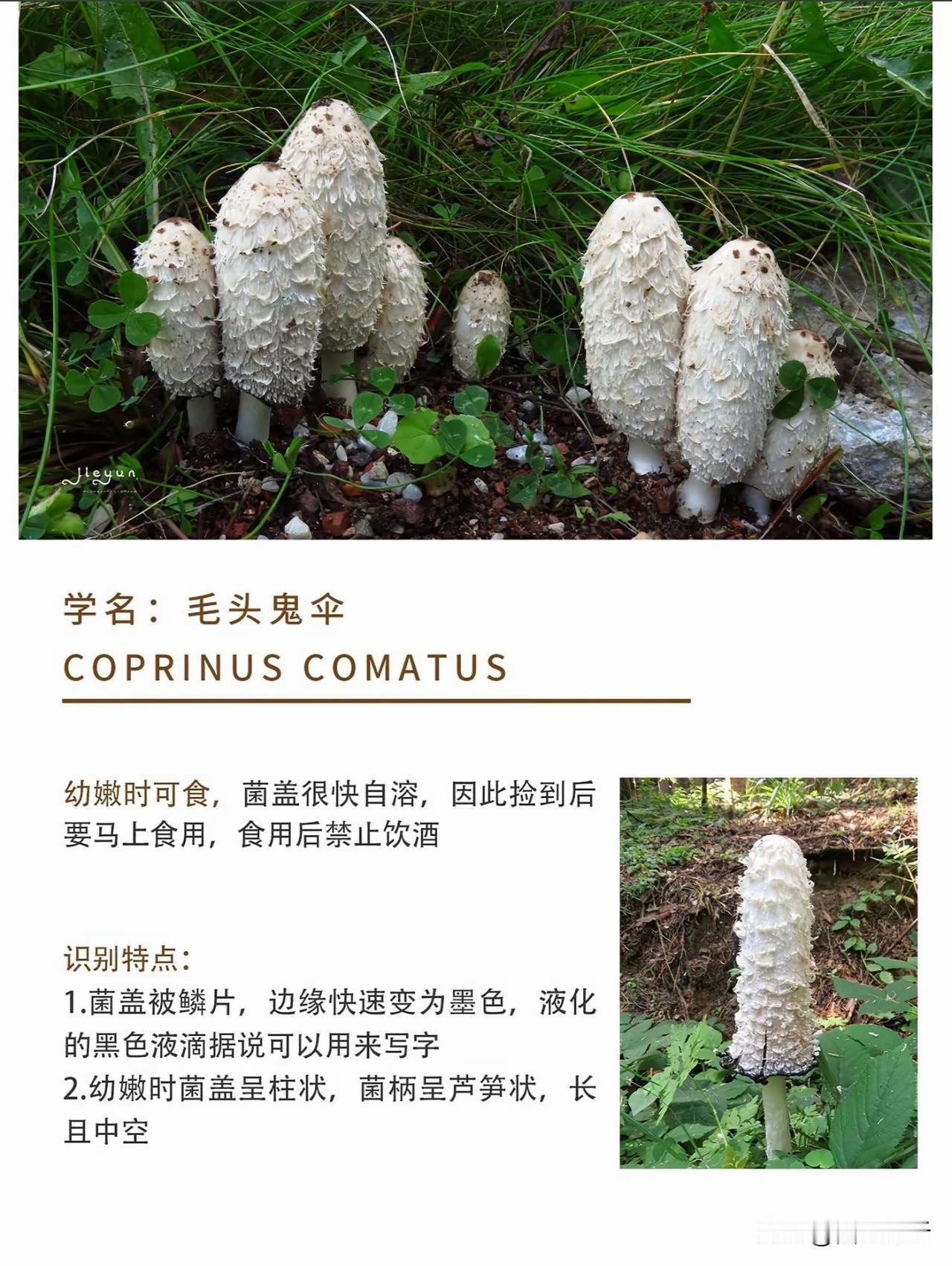 看着像毒蘑菇，实际上很美味的野生菌，全国都有分布。

这种蘑菇，在东北叫做鸡腿菇