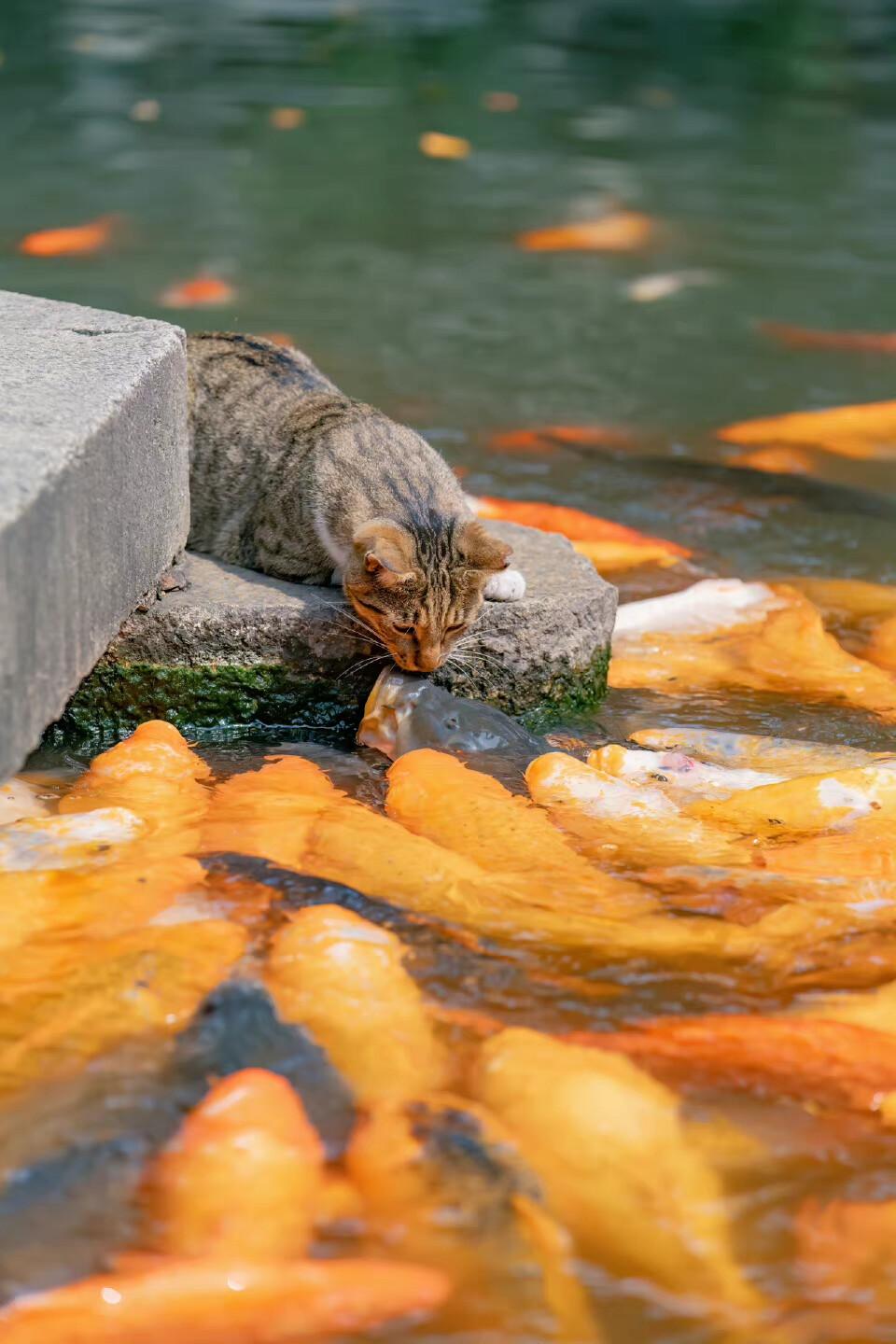 从前的我，
脾气点火就着，
却总在事后心软妥协，
把委屈咽进肚子里。
后来摔了跟