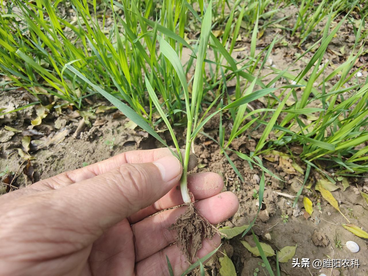晒图笔记大赛今年的小麦出苗情况都不理想，早播的小麦，经历过这次降雨后，田间板结严