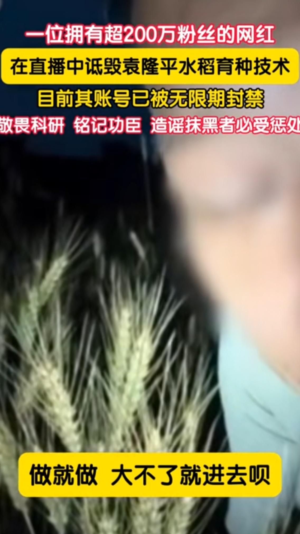 看看他有多嚣张！一个超200万粉丝的网红，公然在网上诋毁袁隆平爷爷的水稻育种技术