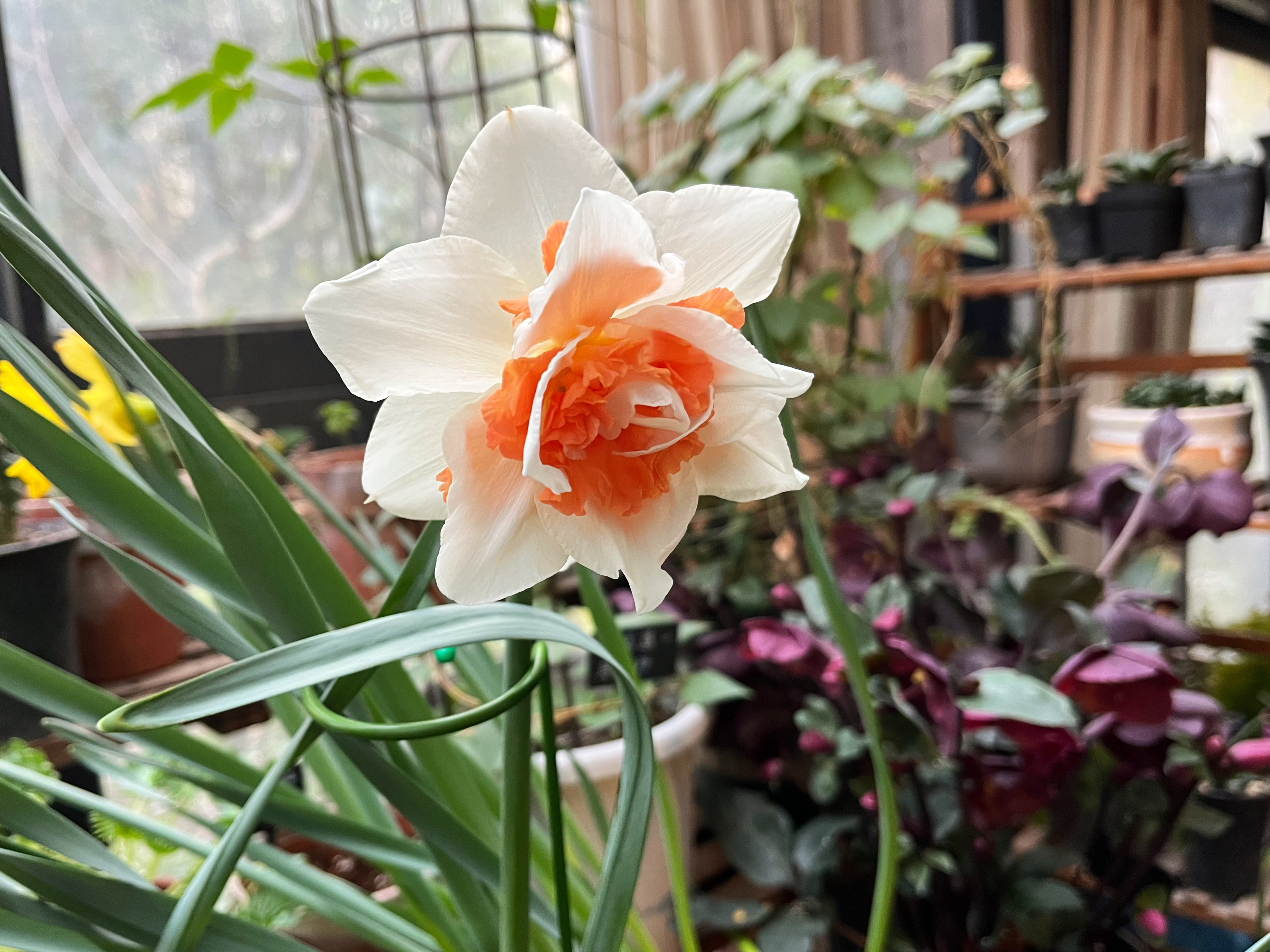 里普利特Daffodil Replete，今天终于开出了粉橙色系！hhh🌸🌸