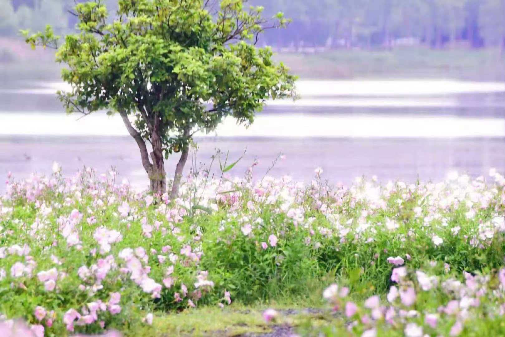 武汉城市漫游攻略 【地铁生活】风遇山止，花遇月开，万物皆有诗意，漫山遍野的粉色月