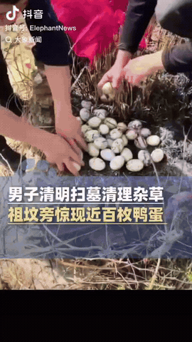 江西九江，一家9口清明去扫墓，没想到他们刚扒开祖坟边的野草，竟然发现有一窝近百枚