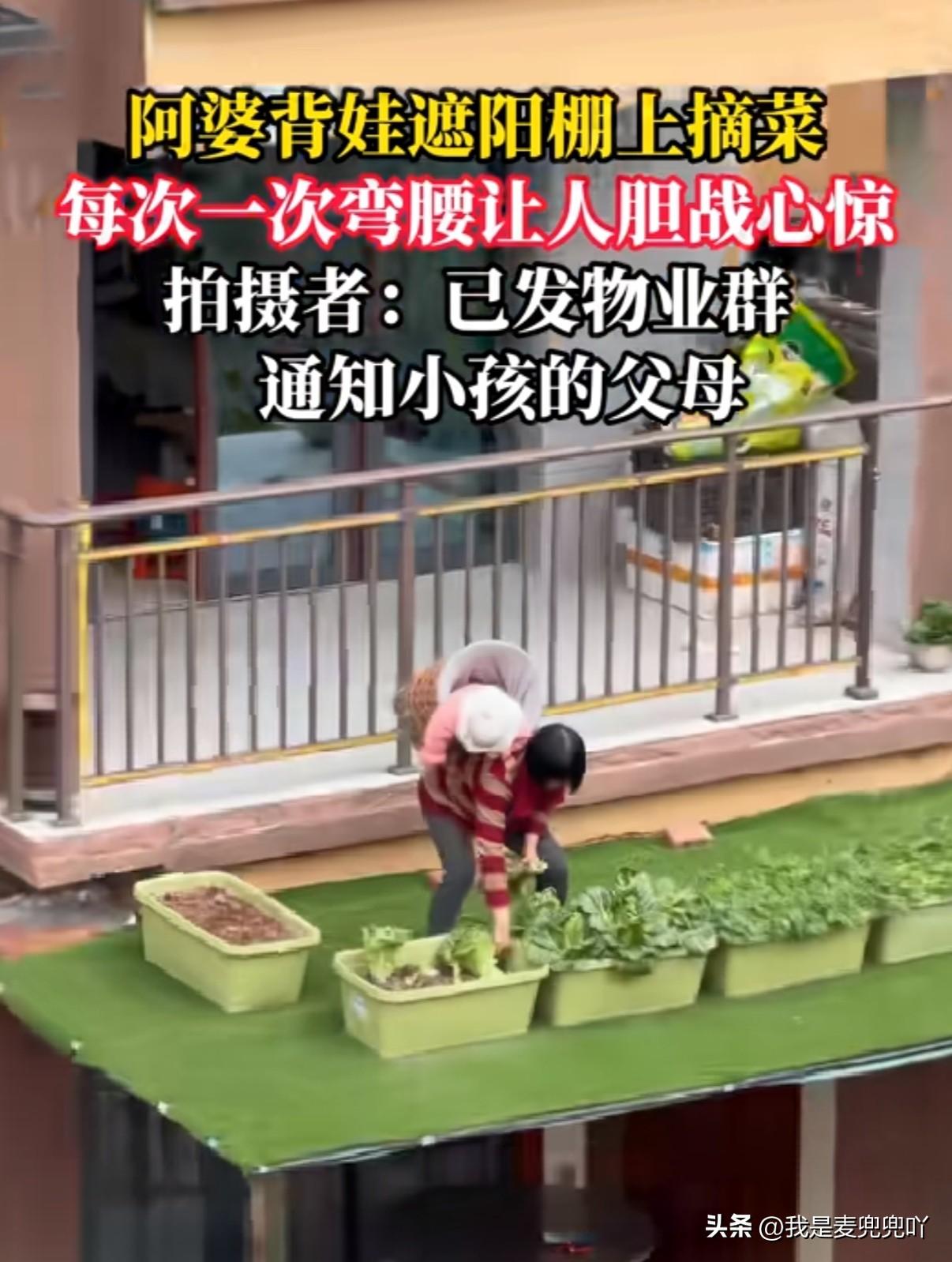 老人背篓背孩子遮阳棚上摘菜吓坏邻居，每一次弯腰都感觉孩子差点就要掉下来，太危险啦