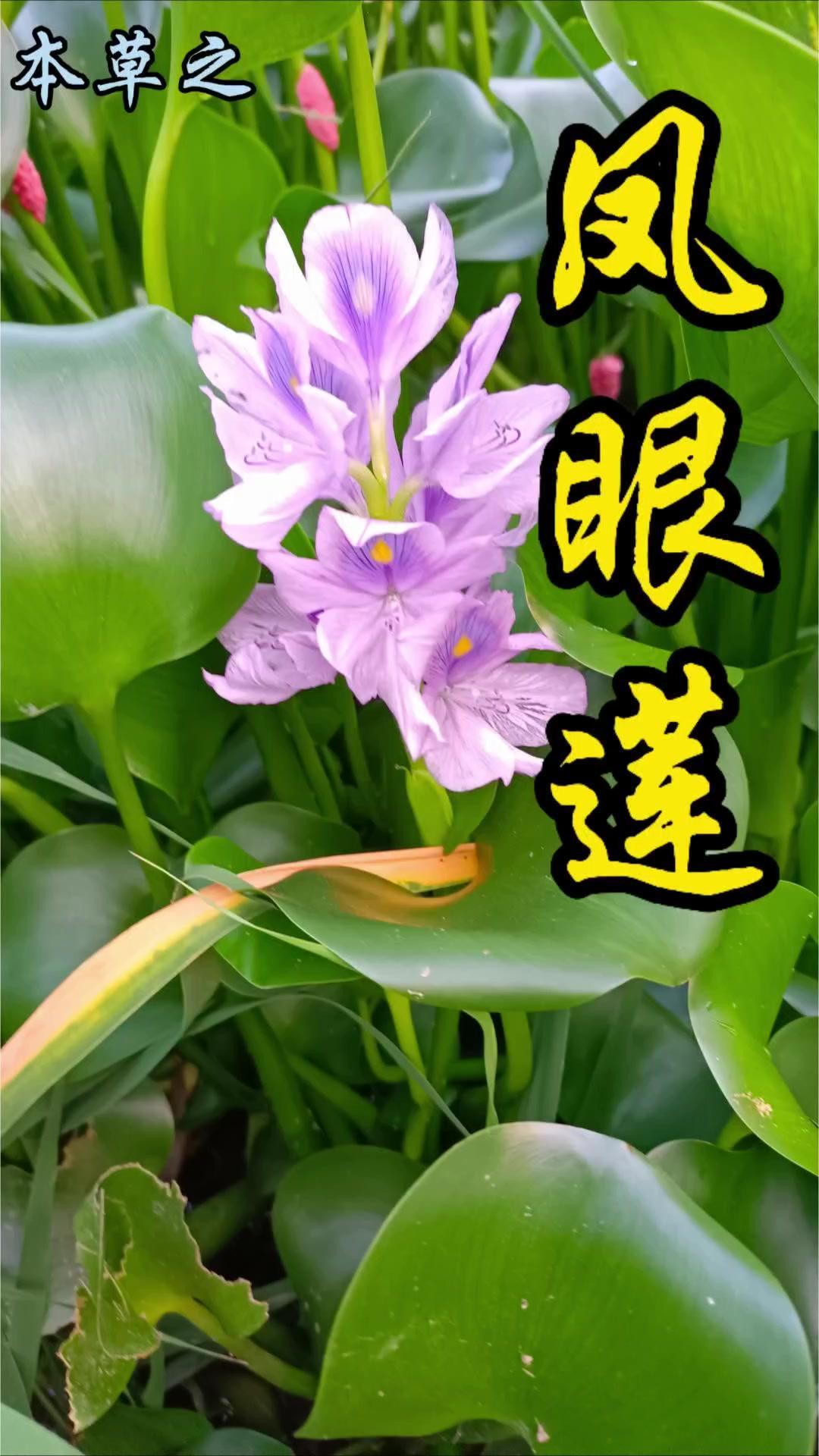 💜水葫芦花竟如此惊艳？🌿水葫芦，学名凤眼莲，是种漂浮水面的水生植物。叶片卵形