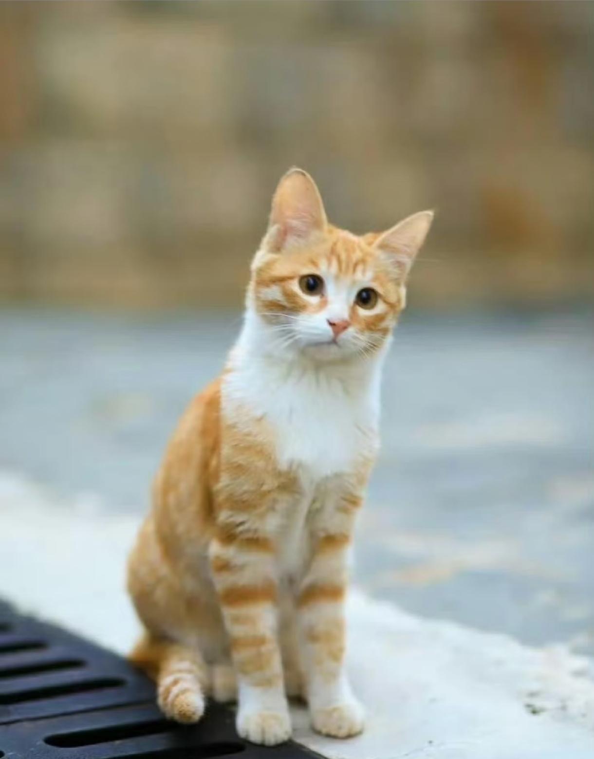 红舞鞋剧组可能永远也不会知道，

为什么道歉了反而口碑暴跌，

其根本原因不是态