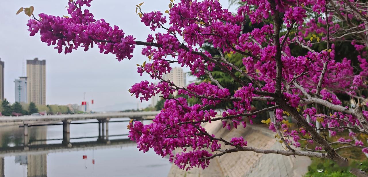 《河岸紫荆行》
一河春水抱城流，
两岸紫云看不休。
雨打红绡犹带泪，
风吹锦帐自