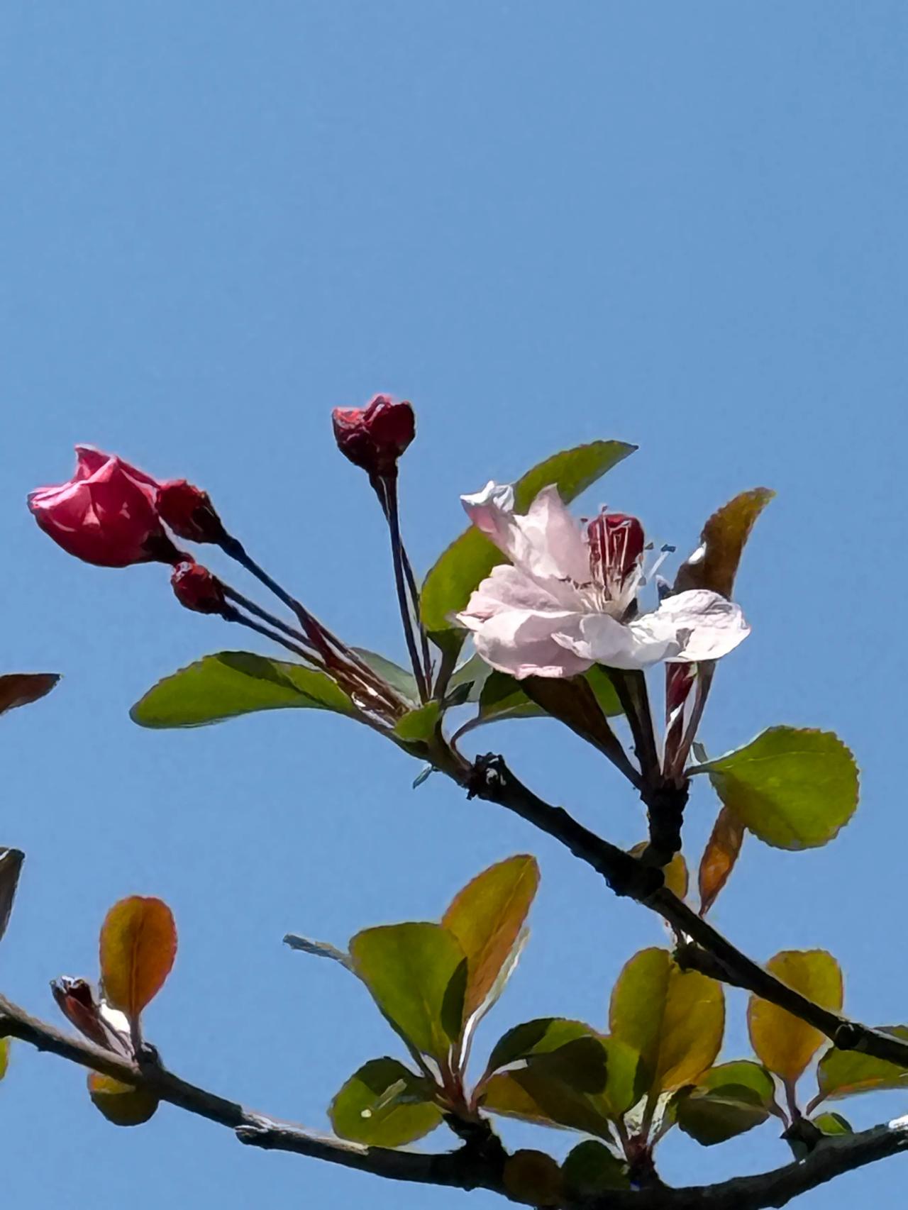 海棠的季节即将来临