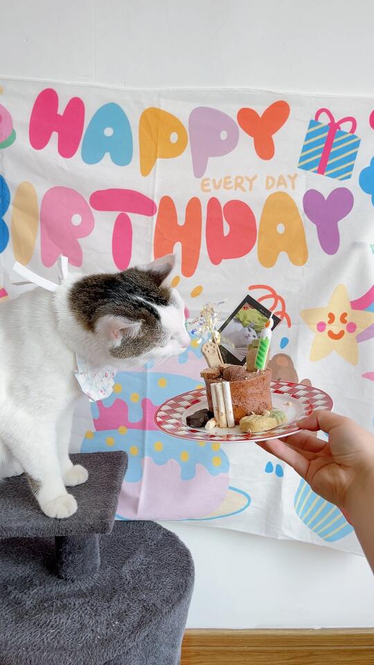 小猫咪当然也要过生日啦!