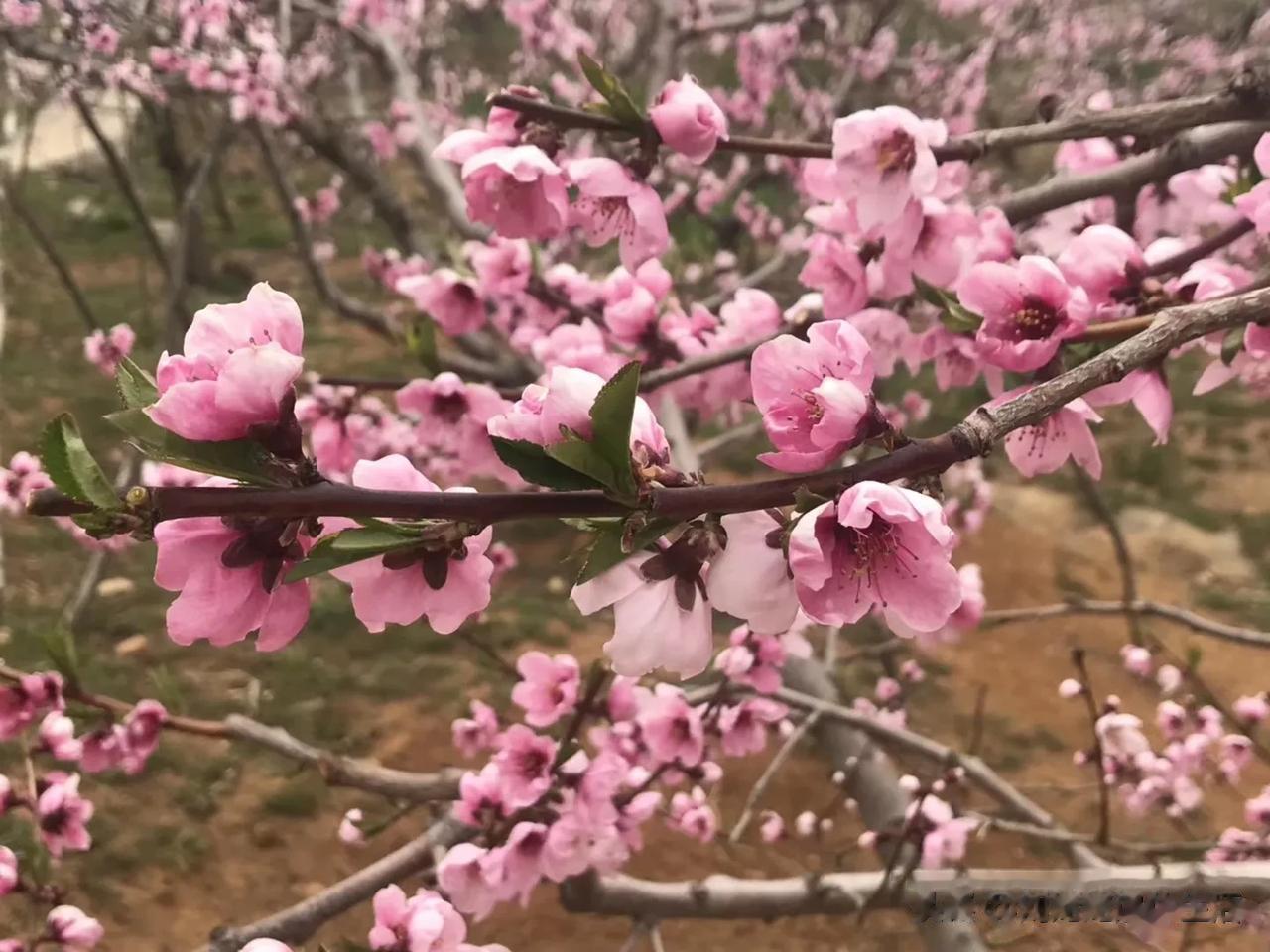 在那桃花盛开的地方～～丹东河口！
        漫步在鸭绿江畔，醉美在这桃花盛