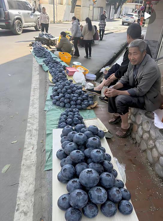 蓝莓为什么不能长这么大