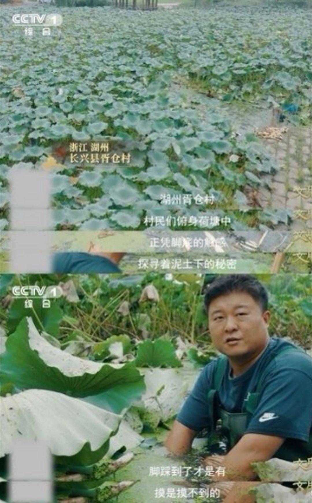 湖州的藕为什么有11个孔湖州人吃藕吃出新高度以后吃藕都得数孔了！万一在火锅里捞到