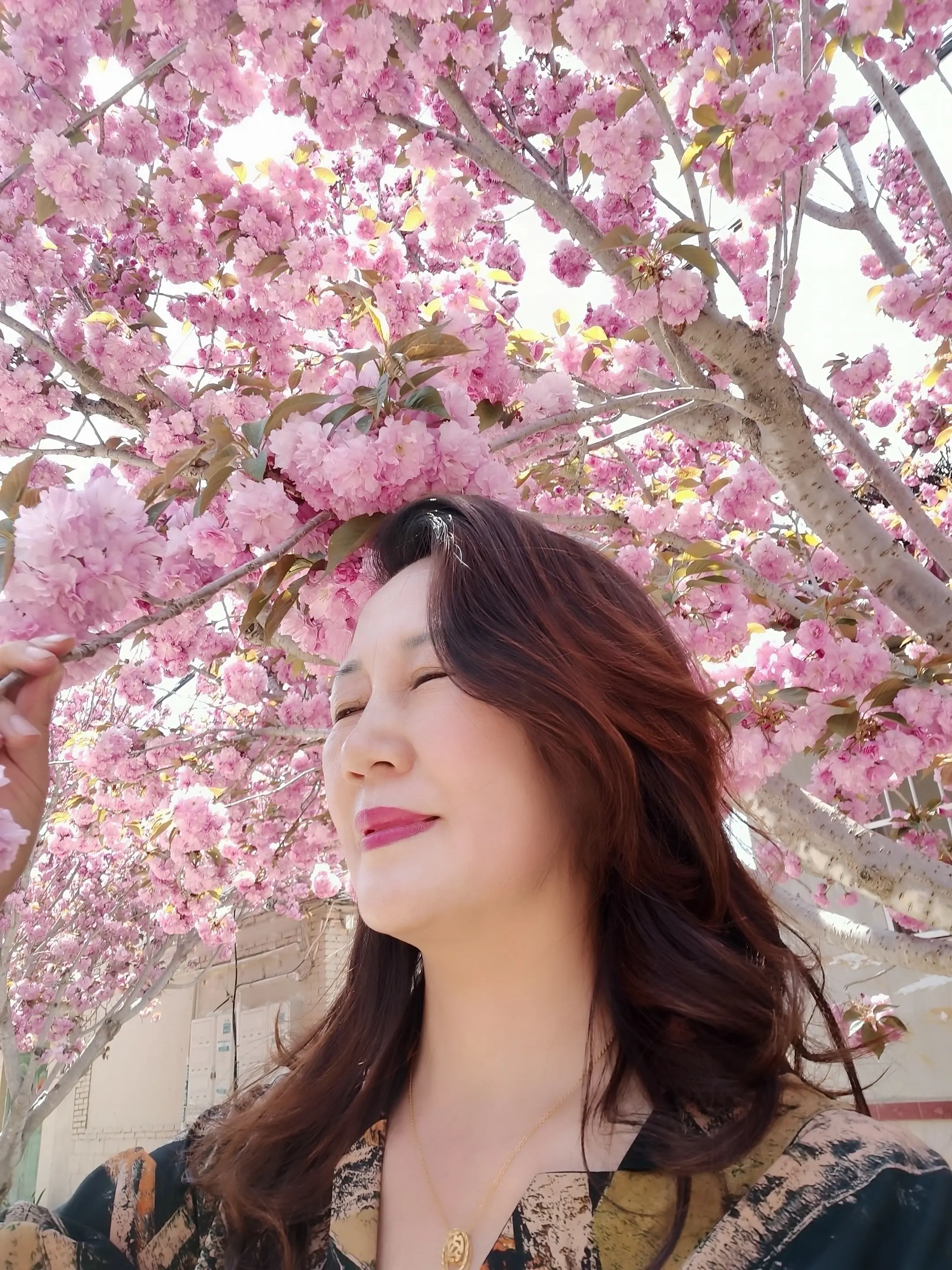 花美人醉，一树樱花🌸傲然绽，粉韵流光染碧天……