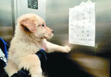 如何打造人与狗和谐共处的社会环境？
——电梯篇（设置宠物友好电梯？）

你有没有