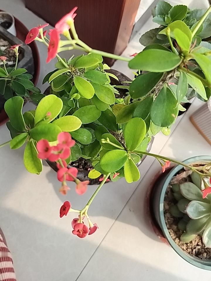 这花从去年在我妈妈家分出来之后，就一直开着花，也往大长，叶子一直黄黄的，这是缺哪