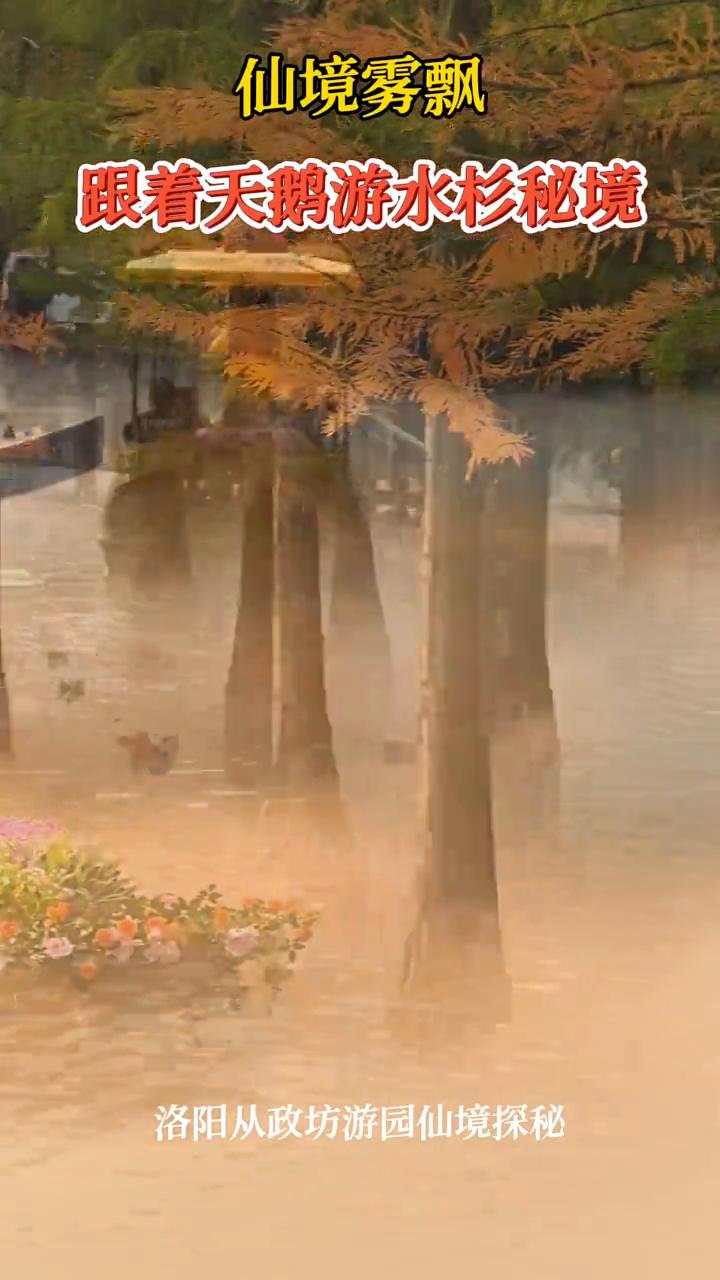 仙境雾飘，跟着天鹅游水杉秘境。
洛阳从政坊游园仙境探秘。