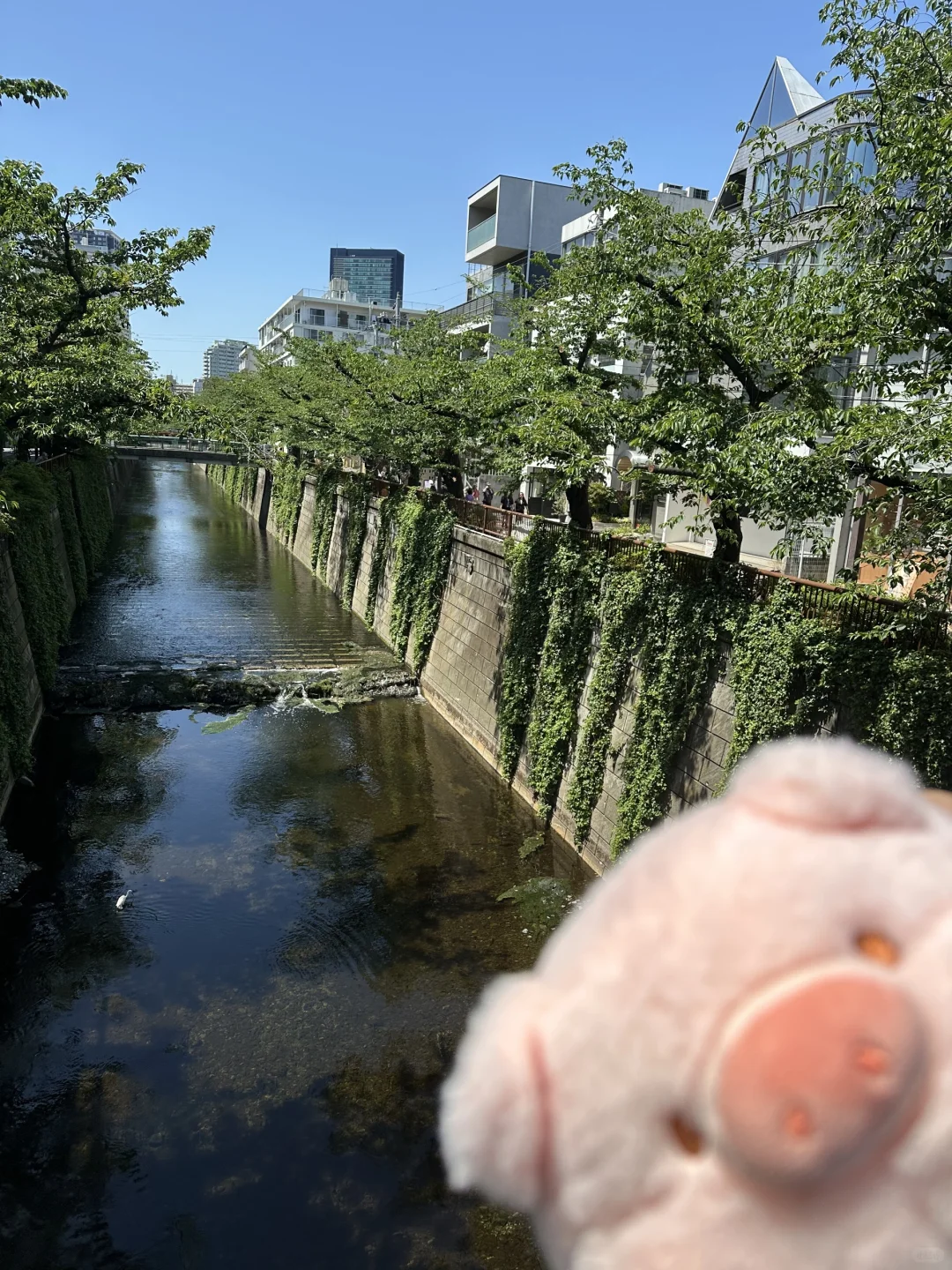 小趴猪游东京6