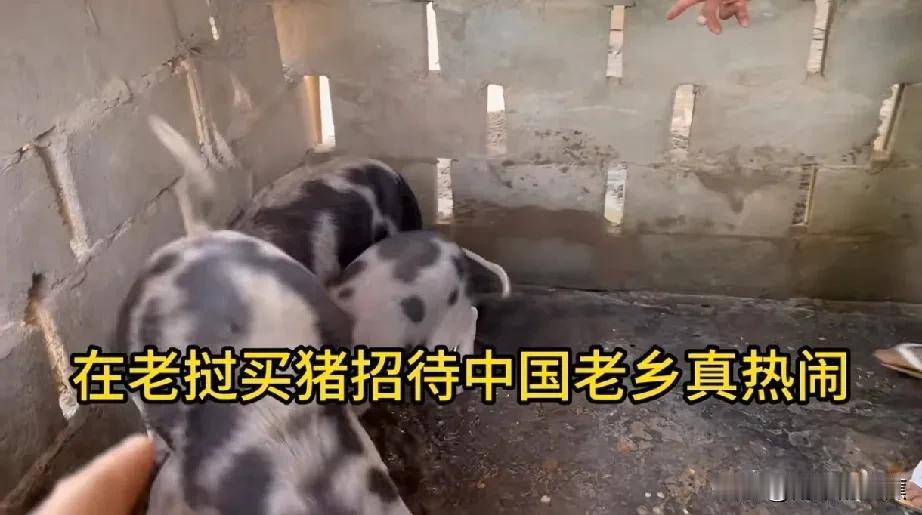 昨天在阿彪视频评论区遭遇了一场莫名其妙的“攻击”。我不过写了句“阿彪小依为人热情