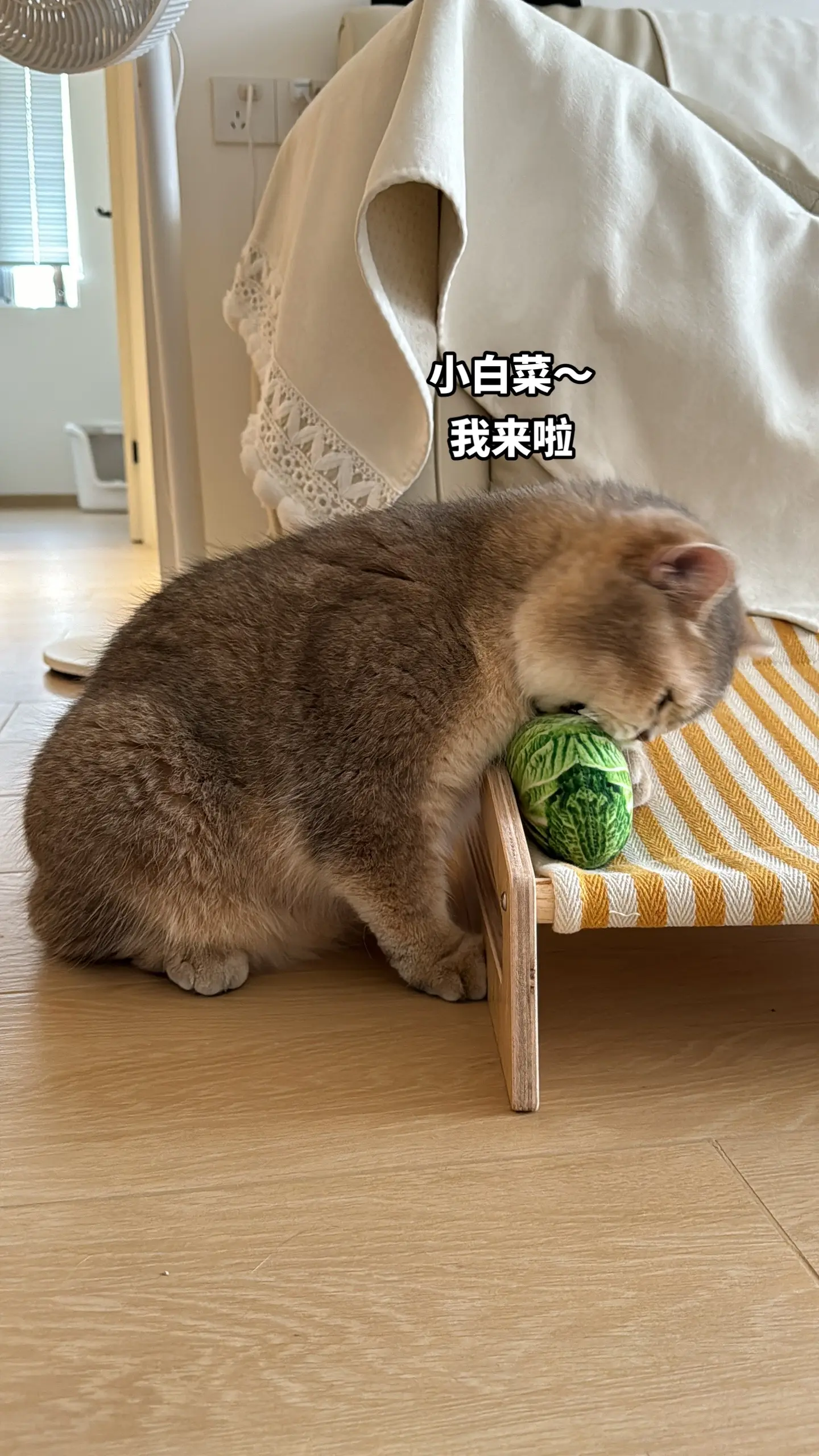 猪咪真的好喜欢这个装满猫薄荷的白菜玩具。