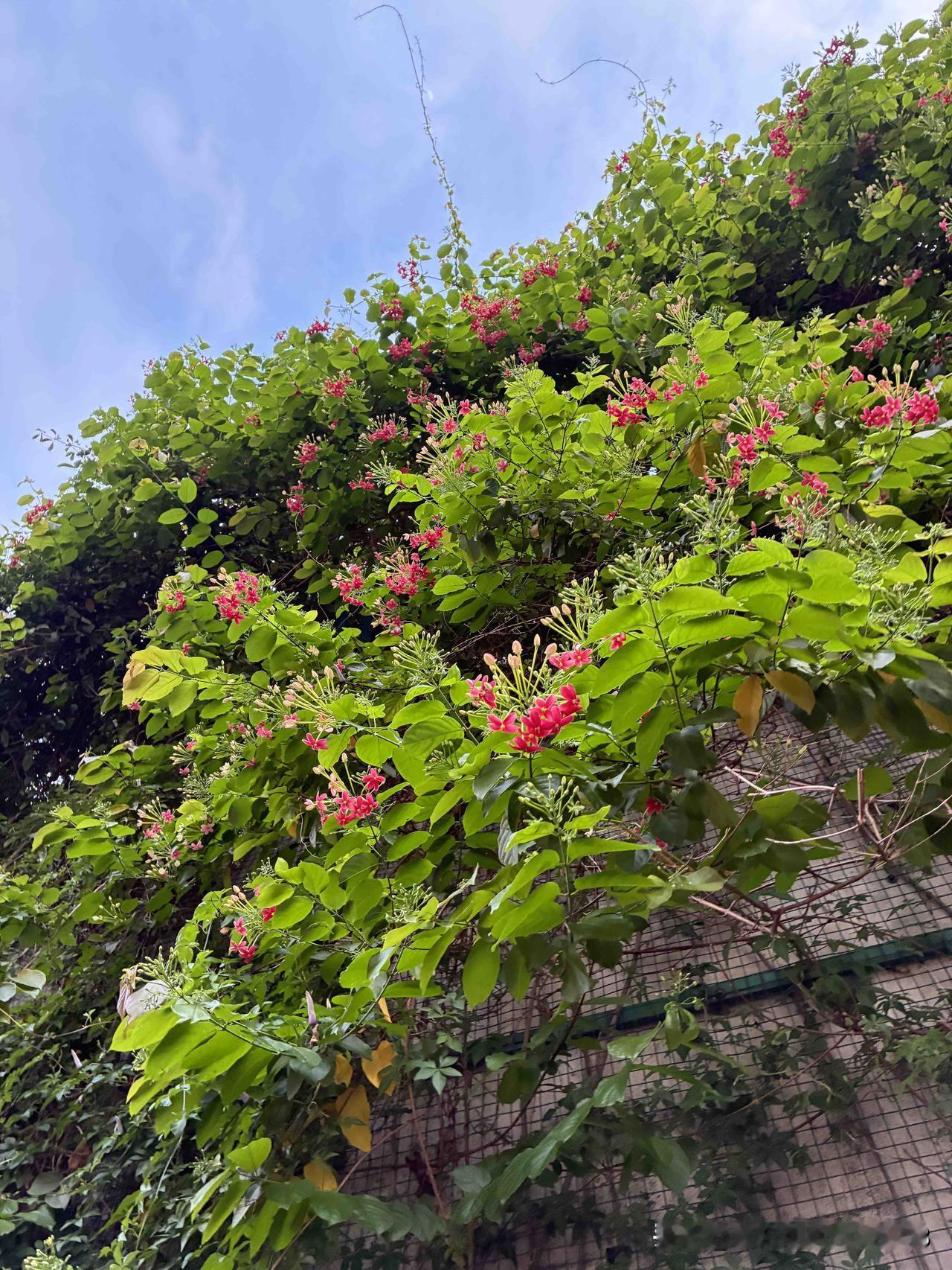 视觉与嗅觉的双重享受，你认识这种花香吗？