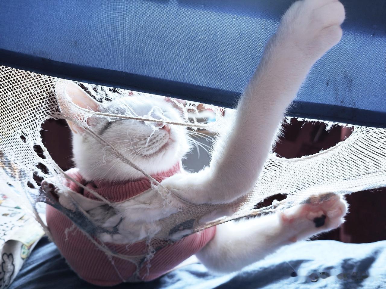 早上我家懒猫又一如既往来叫我闺女起床。每次它都会跳上围栏，跳一只破坏围栏的舞。我