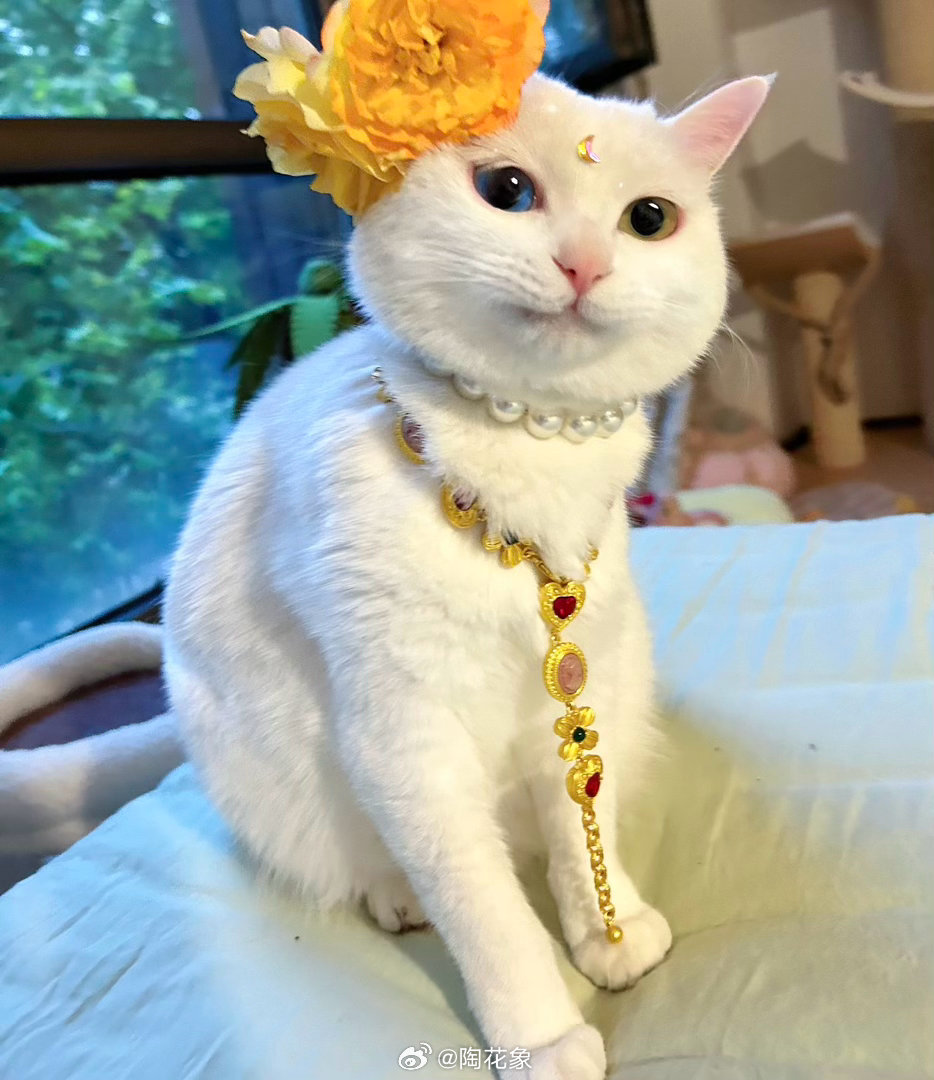 属鼠的朋友养猫tips 🌿猫本身不在12生肖中，延伸说，猫为寅虎，跟鼠没冲害。