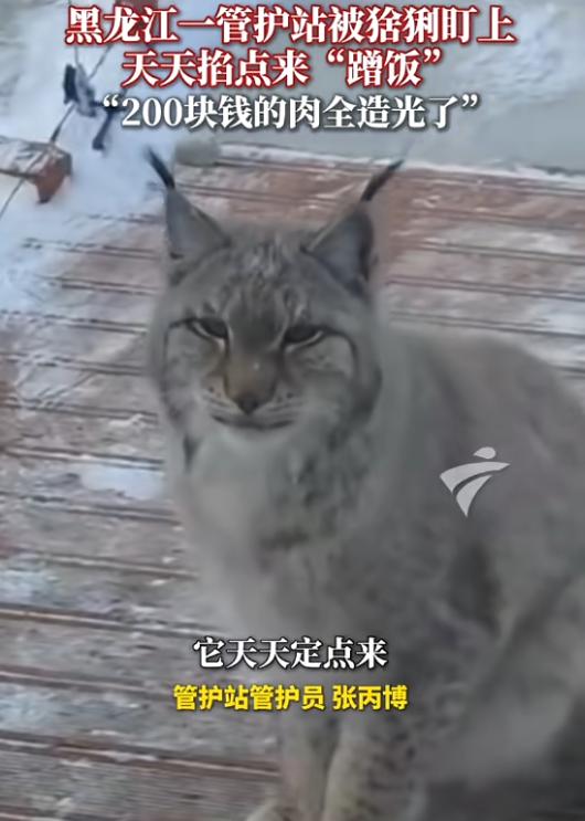 “太有灵性了！”近日，黑龙江大兴安岭，一只猞猁下山觅食，路过检查站时，管护员见它