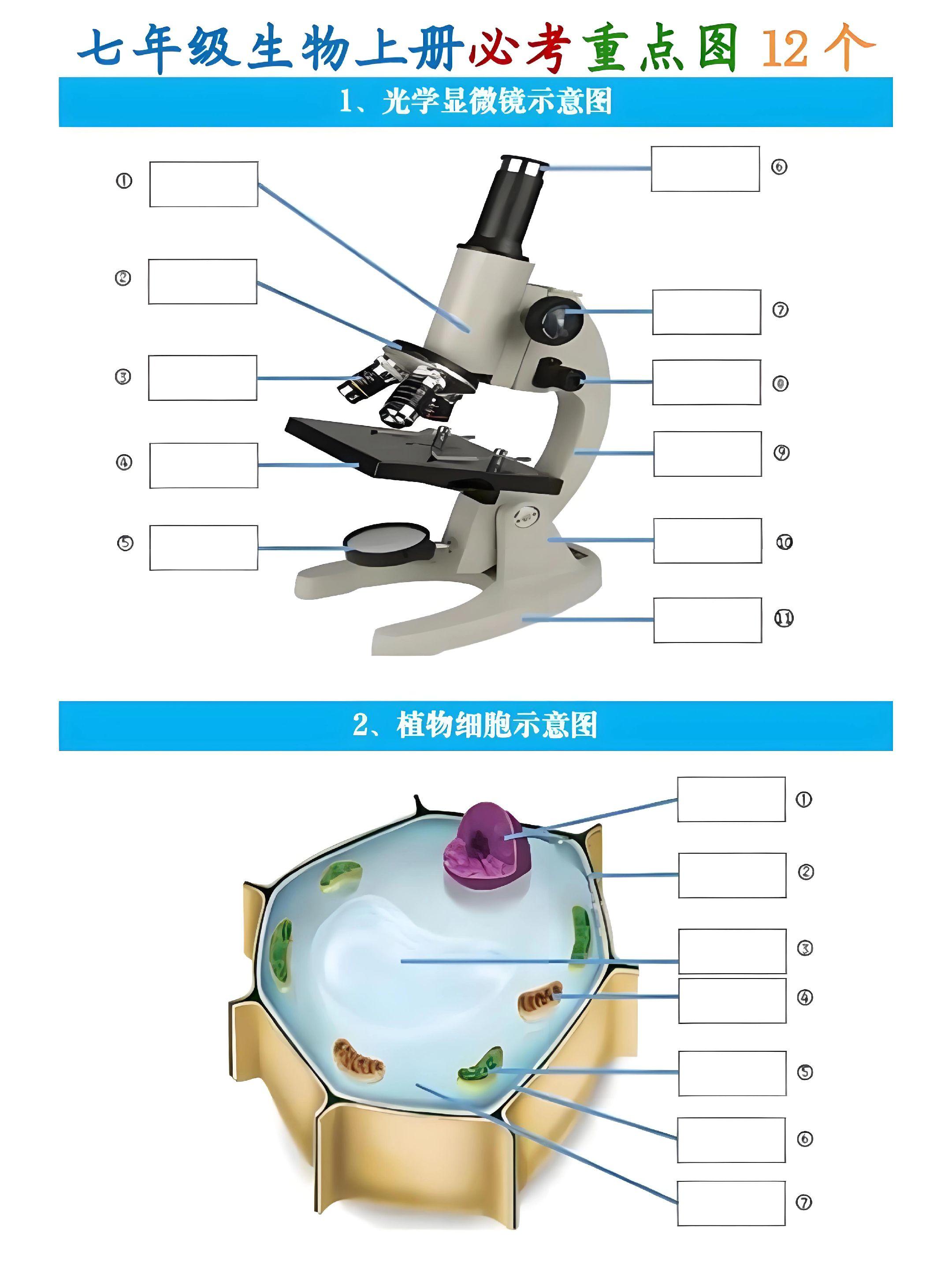 七年级生物上册月考/期中复习必考重点图12个！