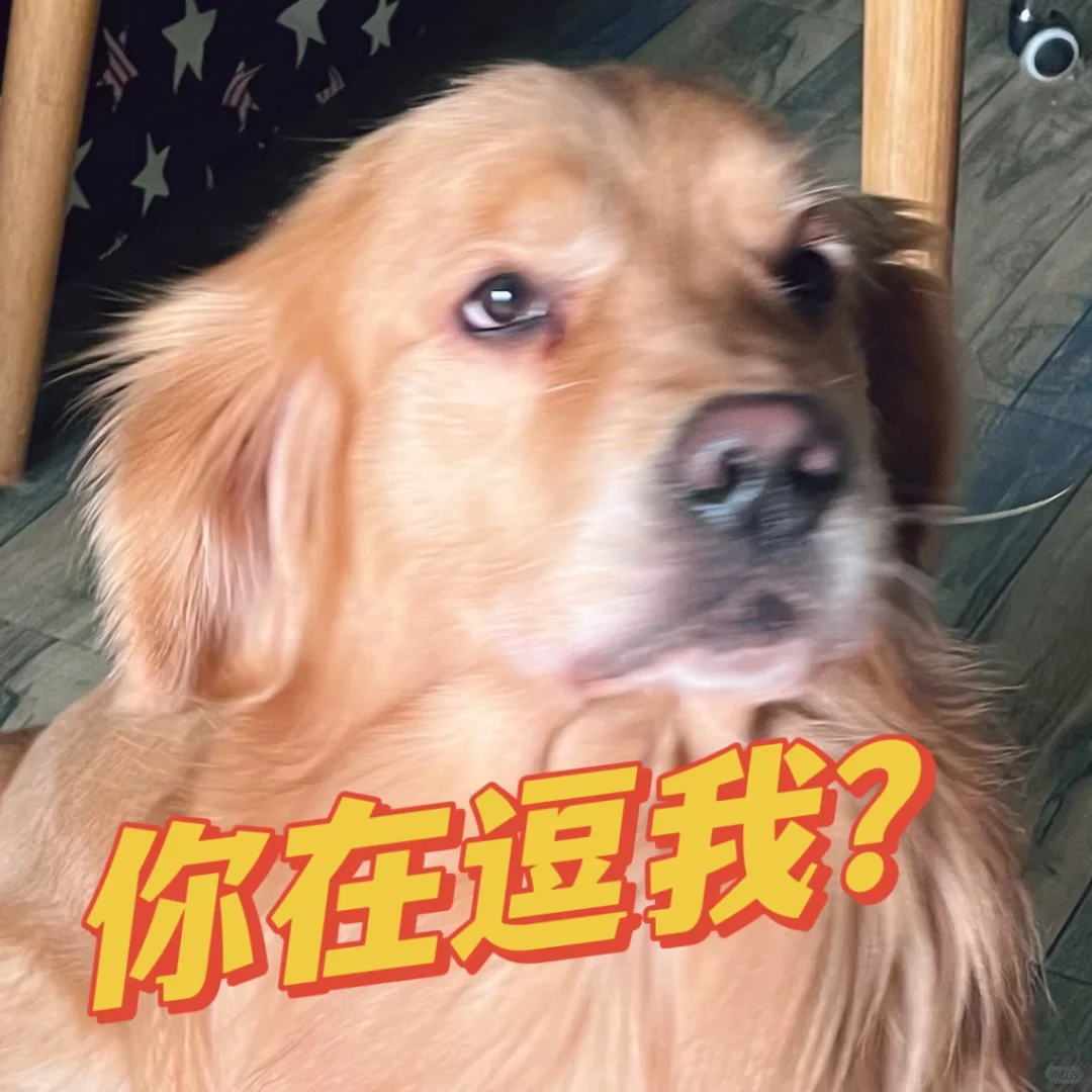 🐶可乐加冰的表情包第二弹来了~