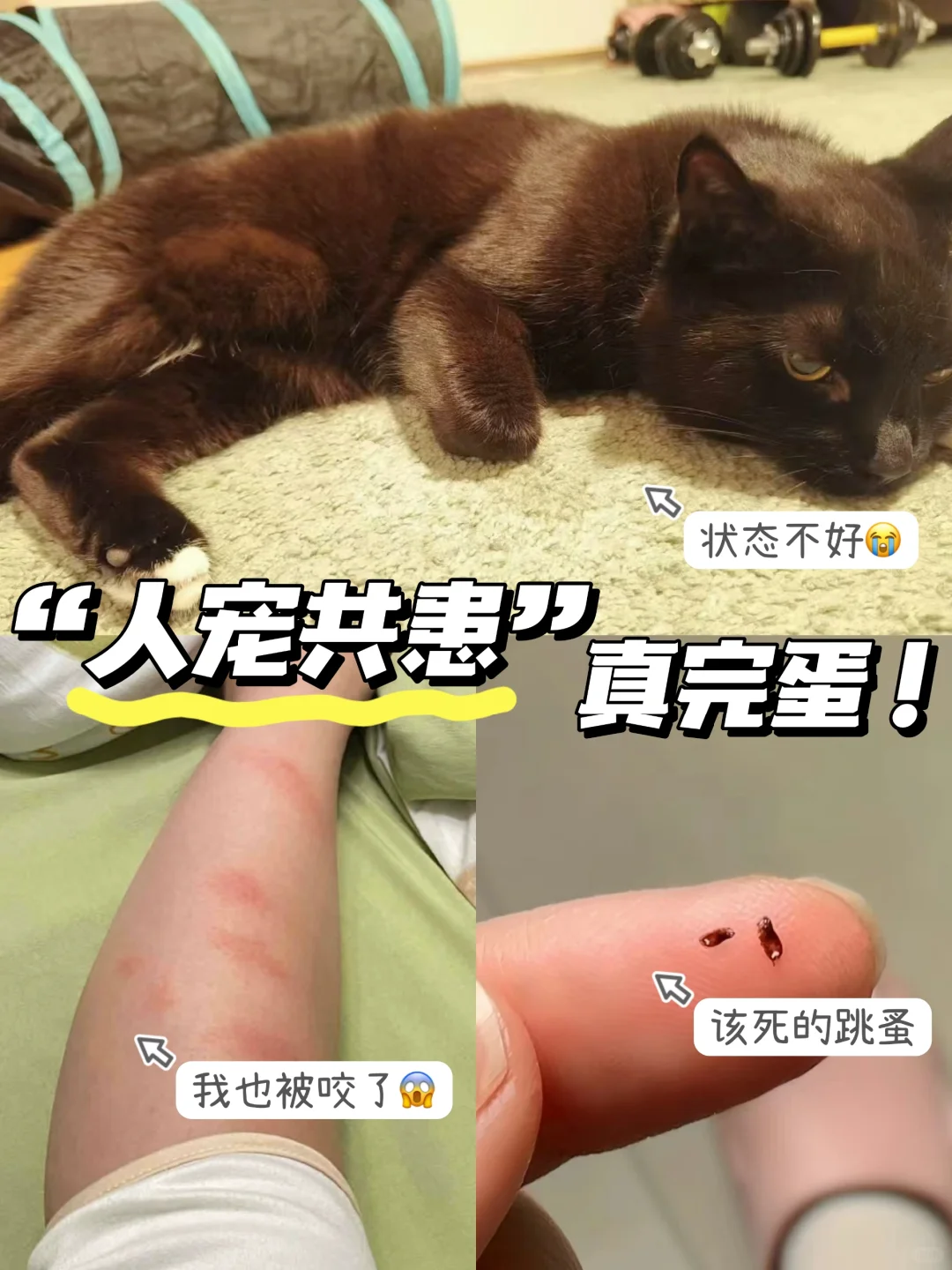 养猫不爱驱虫（人宠共患版）