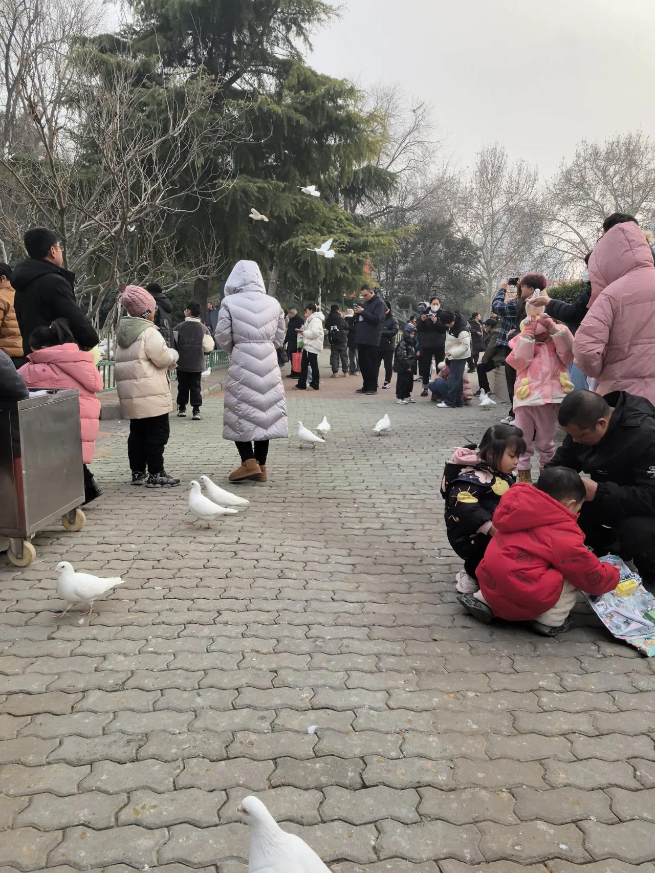 紫荆山公园鸽趣盎然，过年漫步郑州紫荆山公园，一幅生动的鸽趣图跃然眼前。鸽子们羽毛