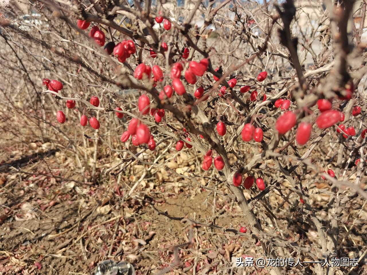 天南地北大拜年