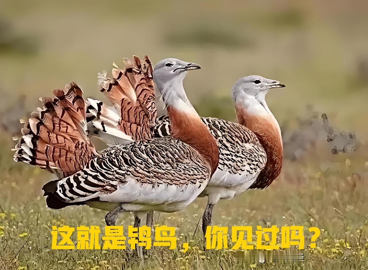 很多人好奇，古时候青楼老板娘为啥叫老鸨？其实这名字来源于一种鸟——鸨鸟。
 
古