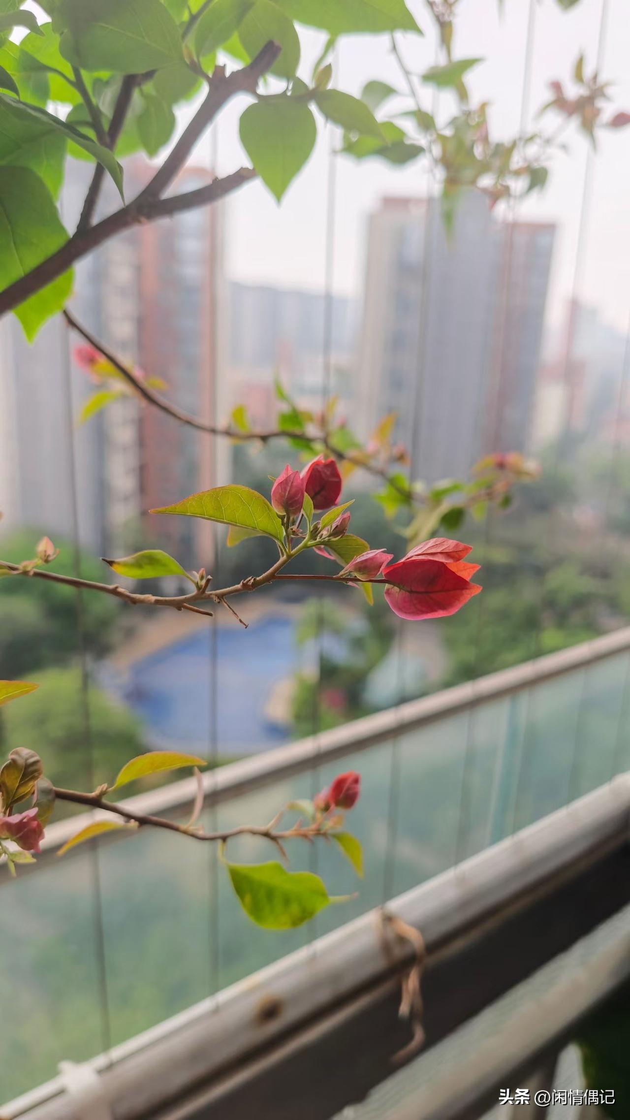 阳台的三角梅悄悄冒了花苞，春天就这样漫进了生活里🌿