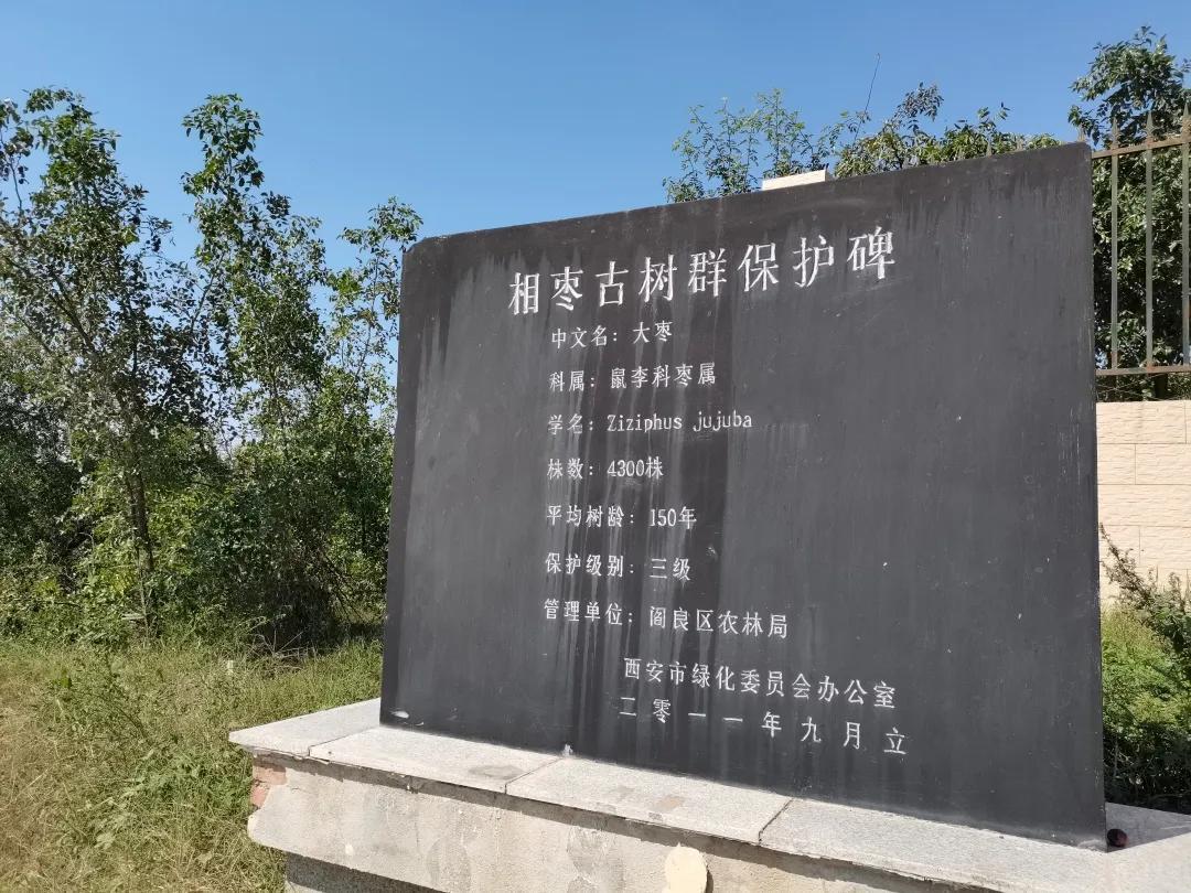 在西安周边地区，见过上千年的银杏树，也见过上千年的柏树，还有几百年的皂角树，最近