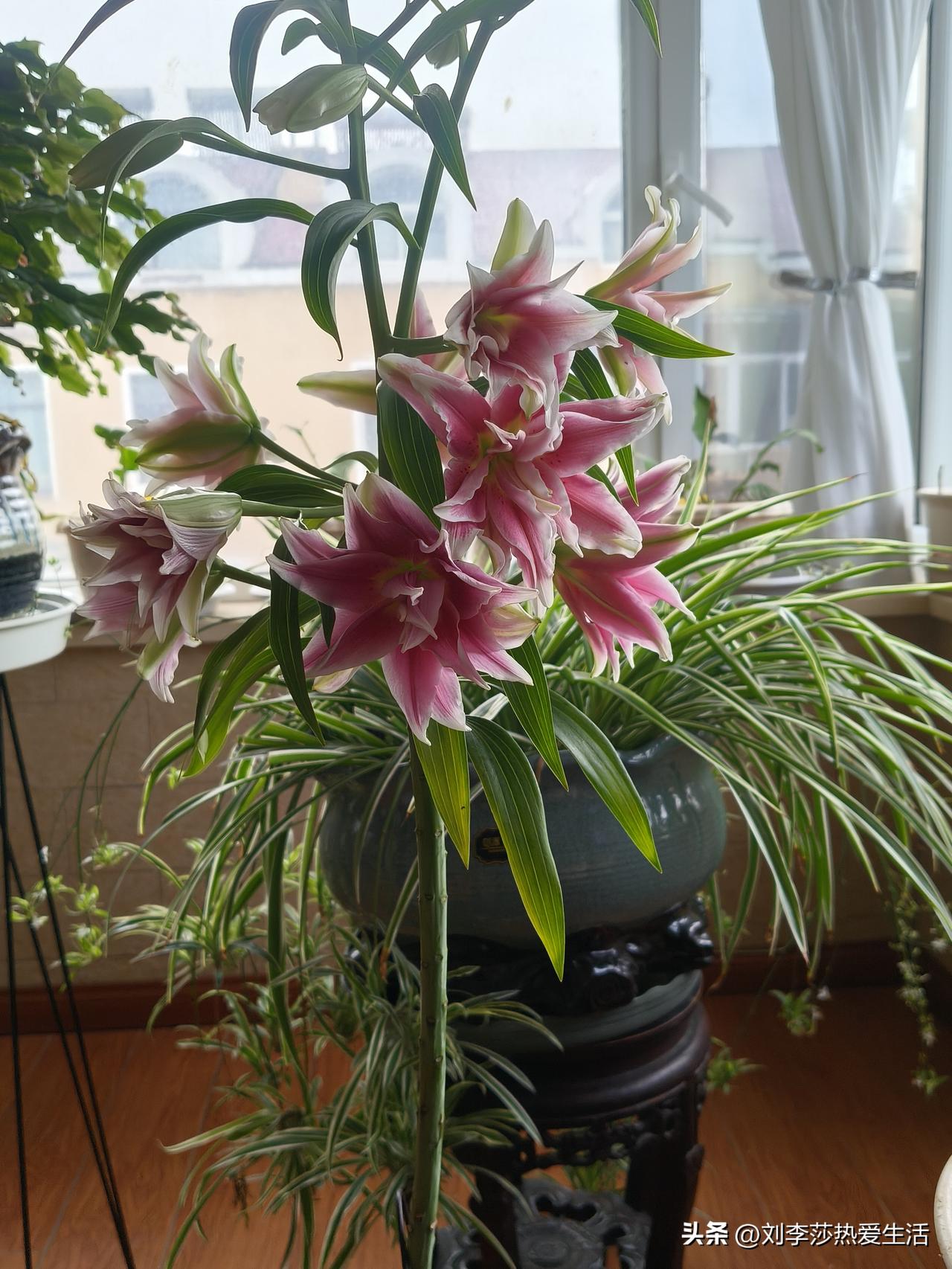 可以啊，我这就给你看看我的百合花！我之前一直把百合放室外养，今年心血来潮在屋里养