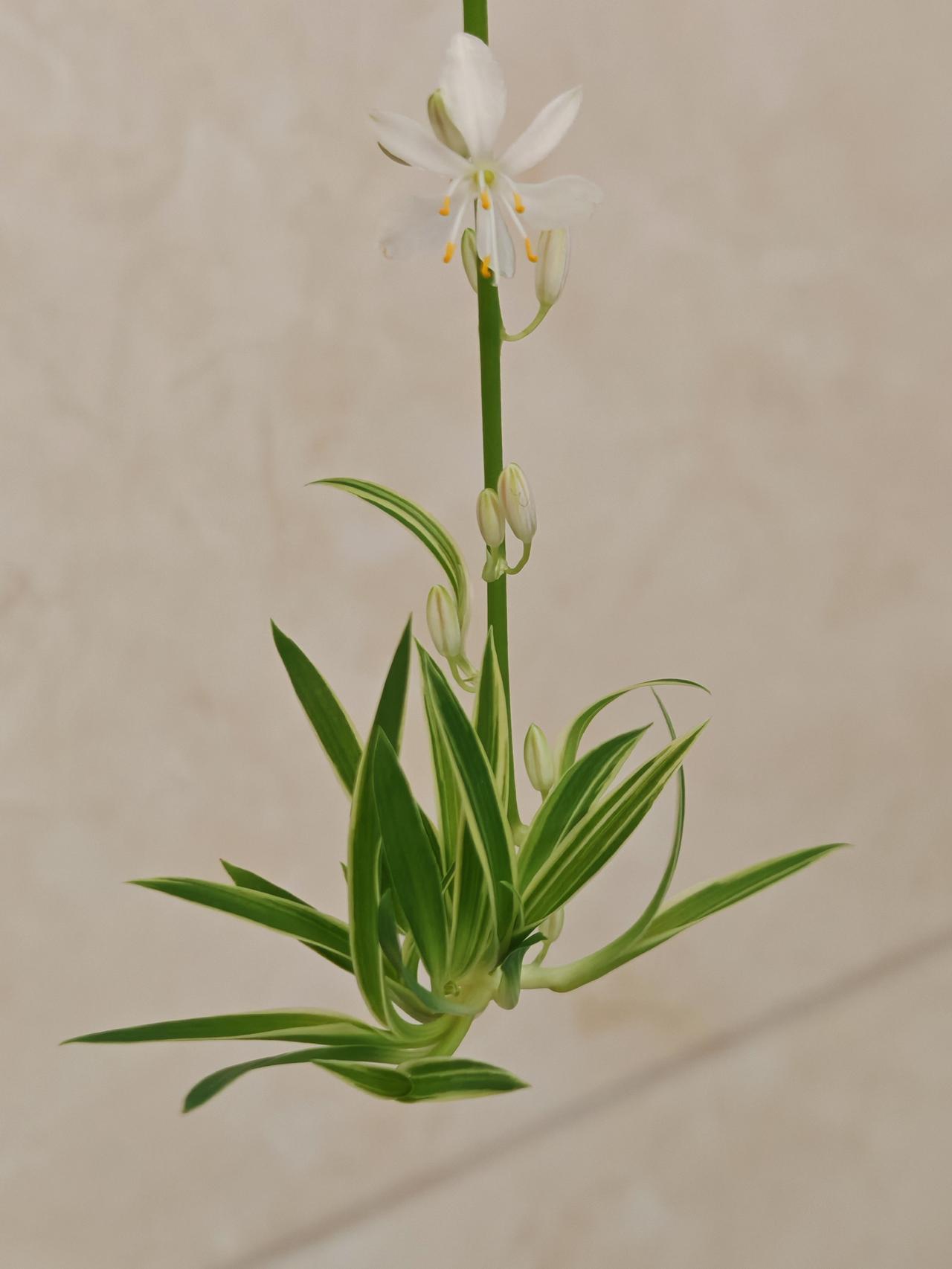 与痛风斗争的历程100
 
   早上起床，各关节还算顺畅，没有那种针扎似的刺痛