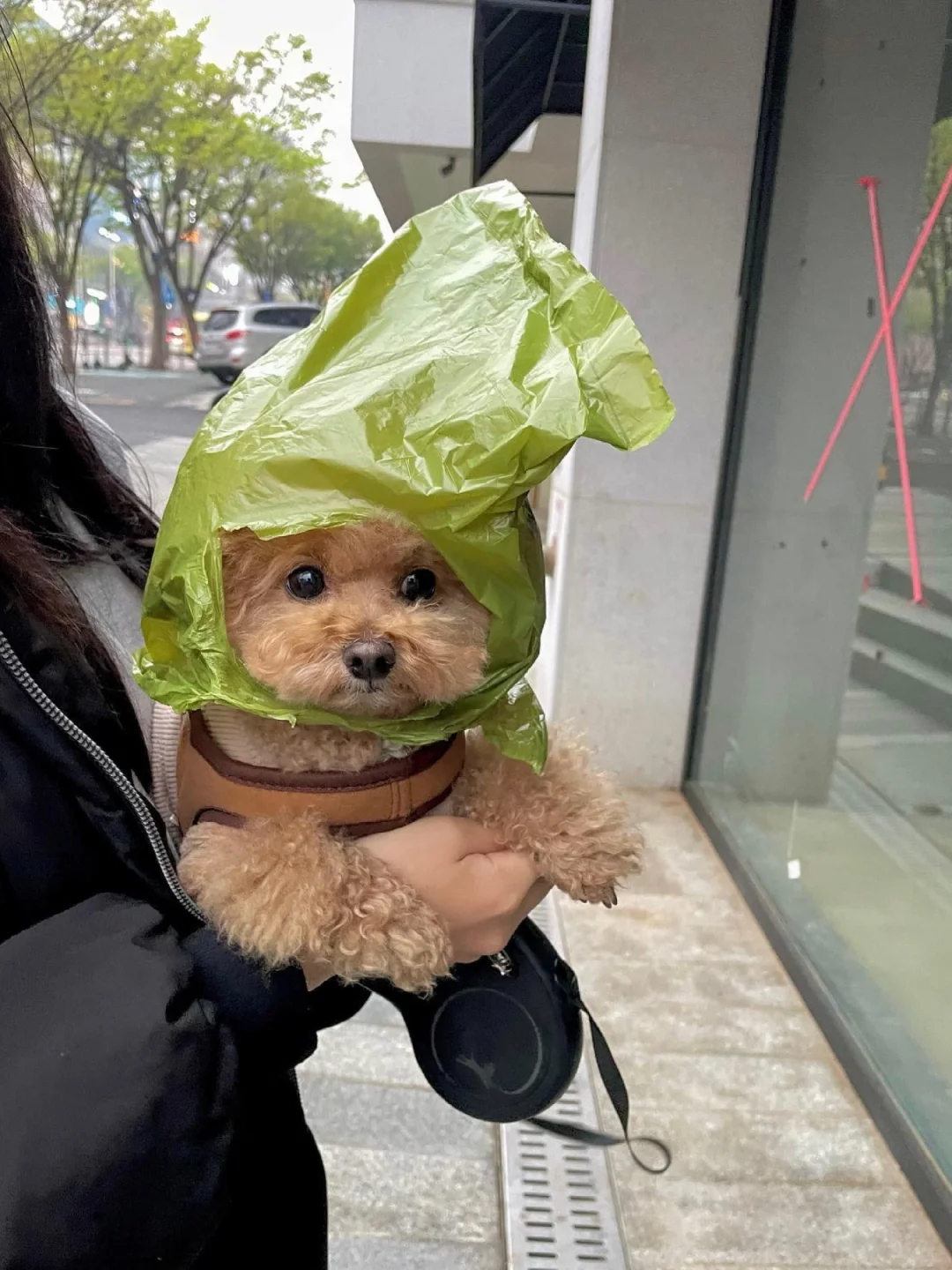 小狗：妈妈，我是什么小垃圾吗？ 