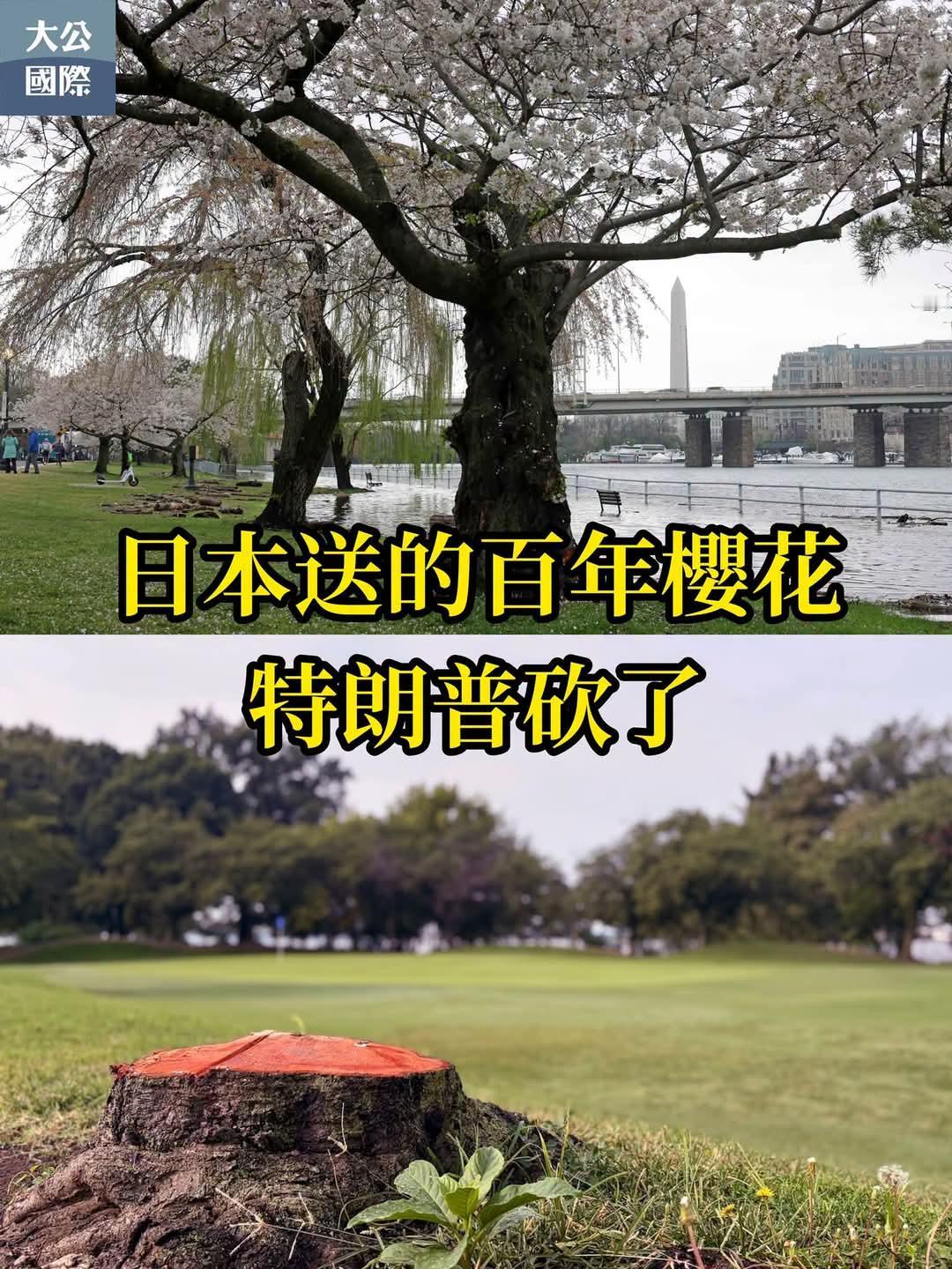 据美媒：特朗普政府在华盛顿东波托马克公园改造高尔夫球场，一共砍伐至少 60 棵树