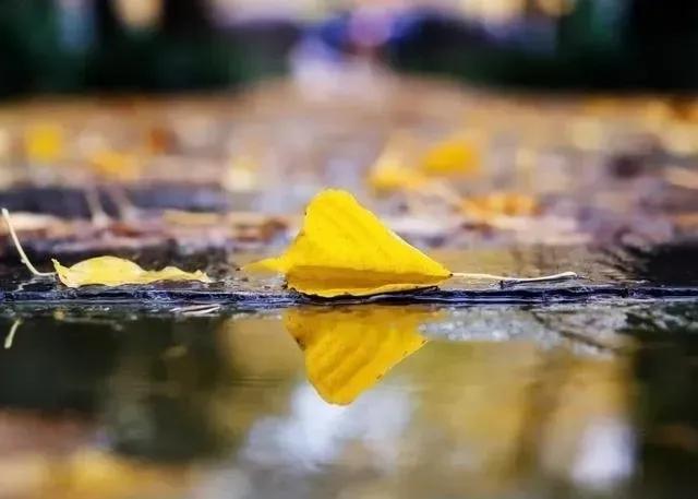 秋意渐浓，银杏宛如一把把金色的扇子，随风摇曳，洒落一地璀璨。
而在那屋檐之上，一