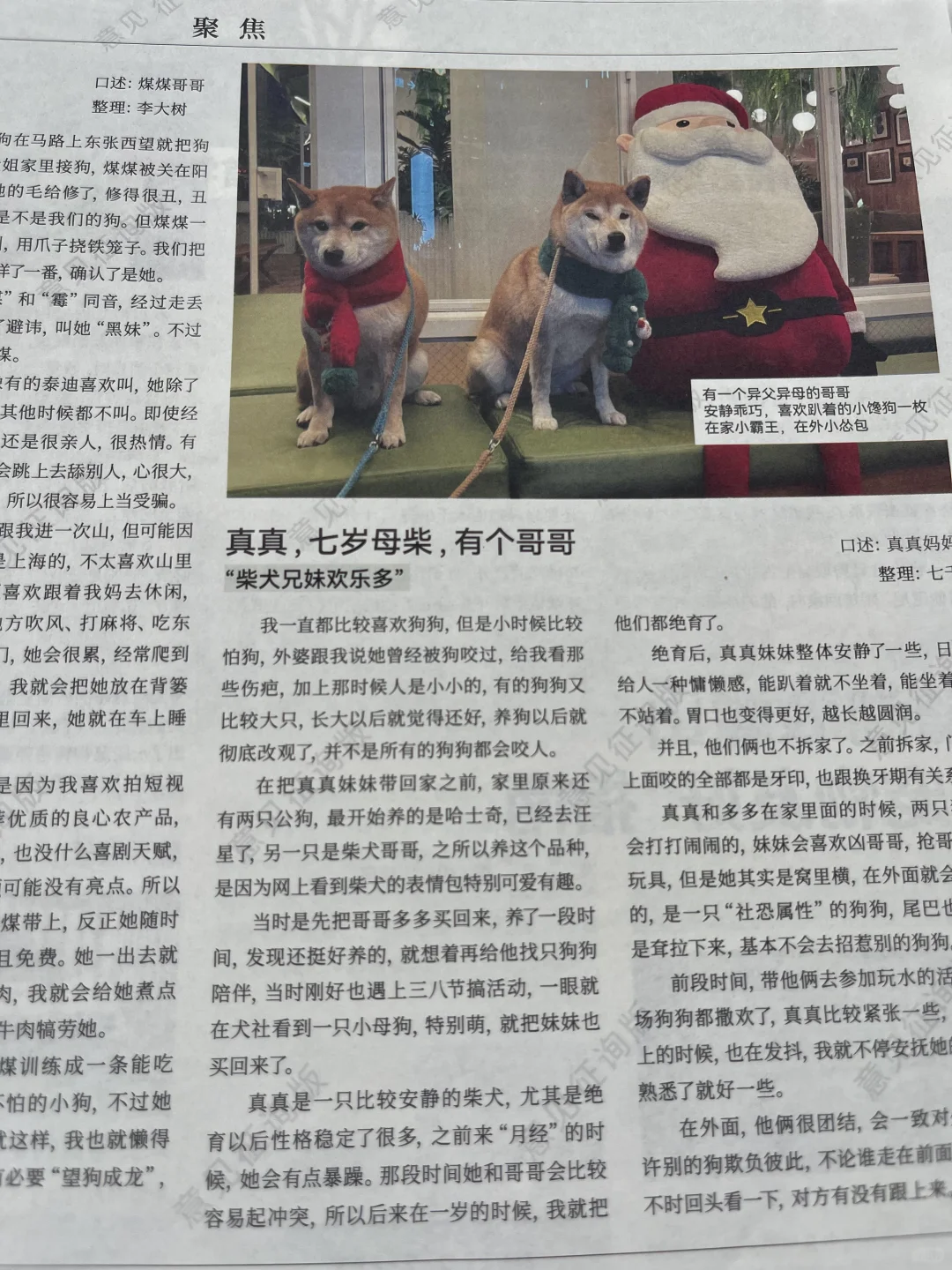 小狗上头条啦！