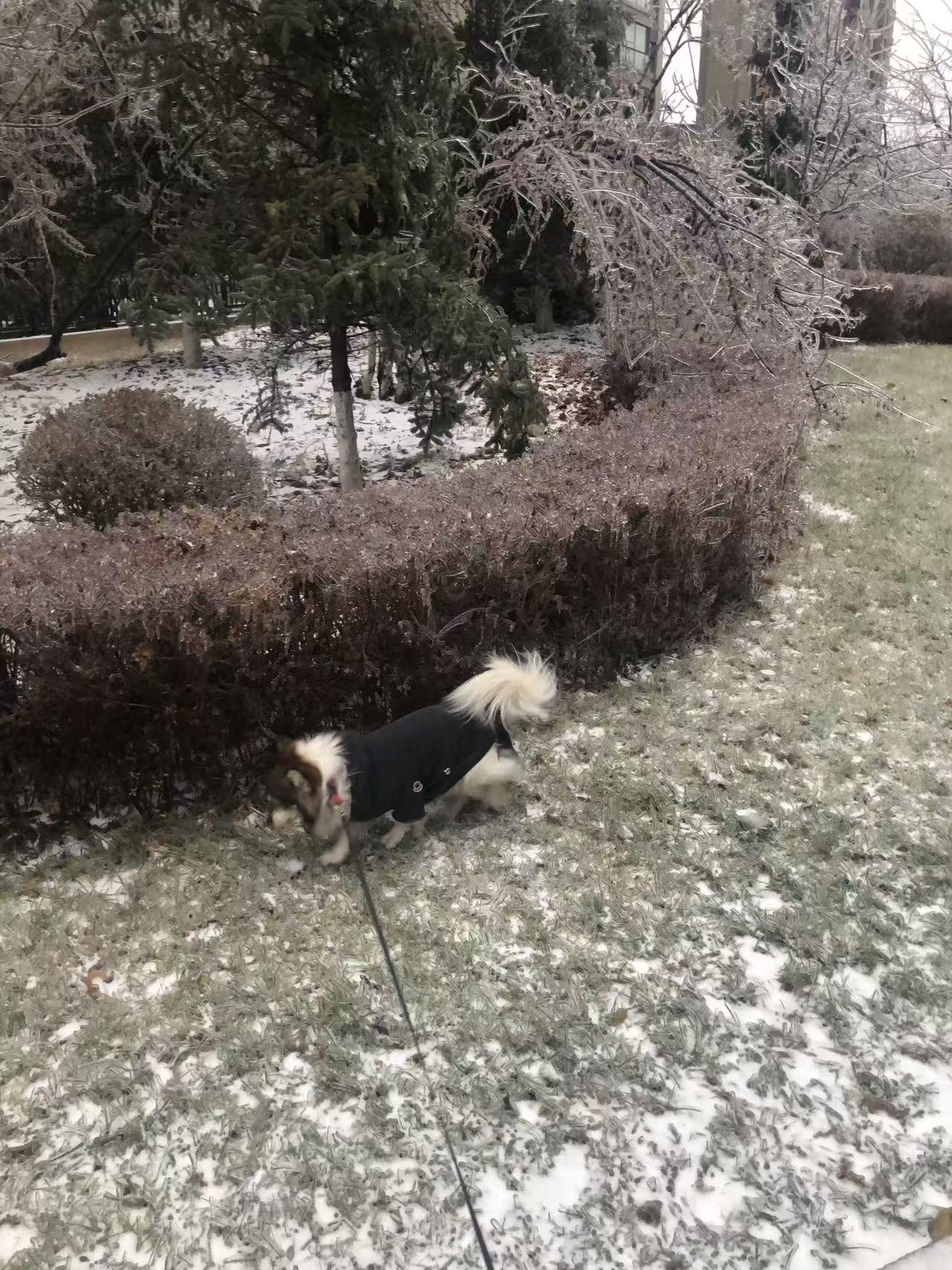 分享我这周有趣的事：春来他先知[呲牙]虽然残雪未融尽，但狗狗明显欢实了许多！